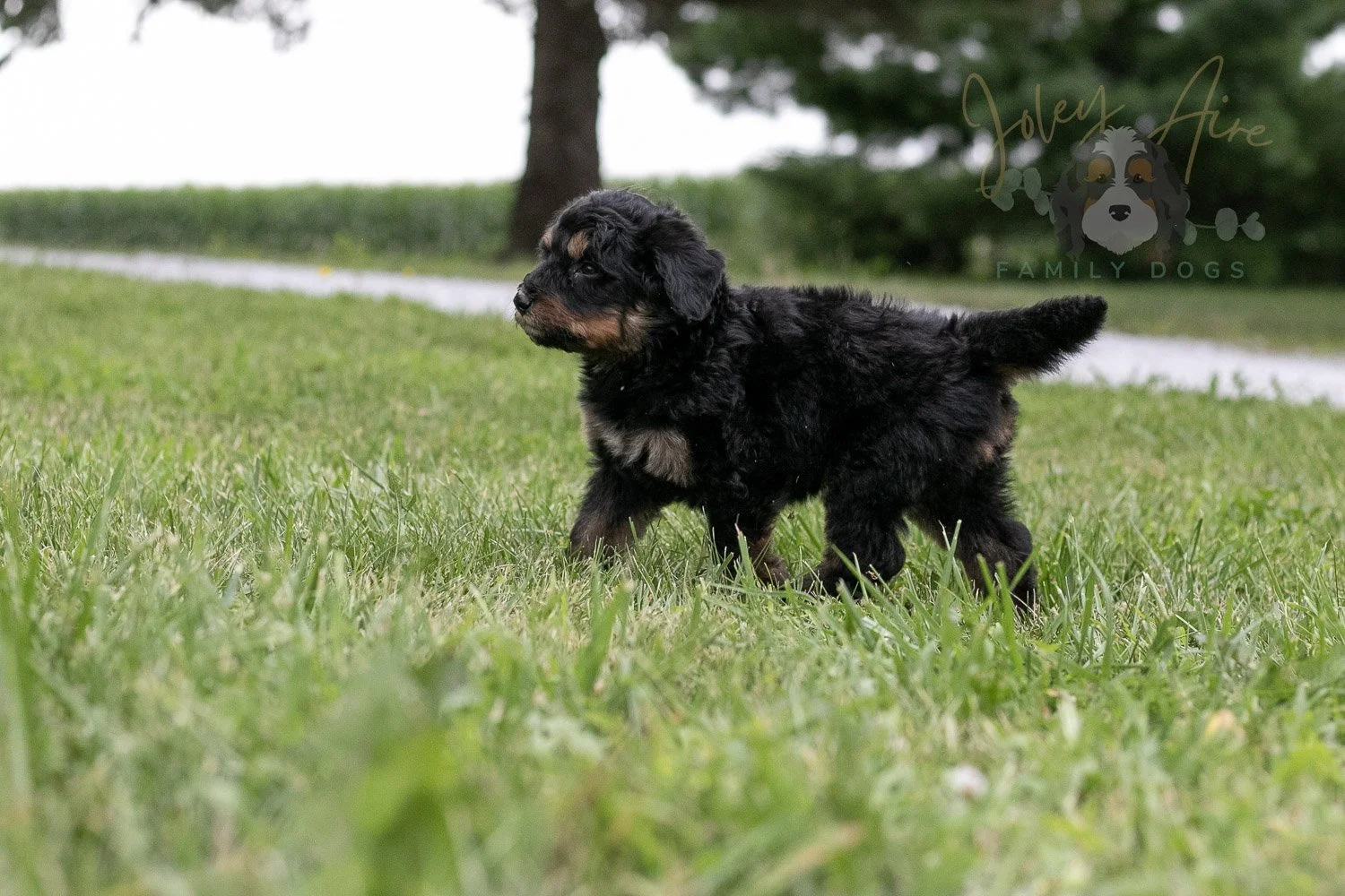 Gilbert Blythe Bernedoodle Puppy-121.jpg