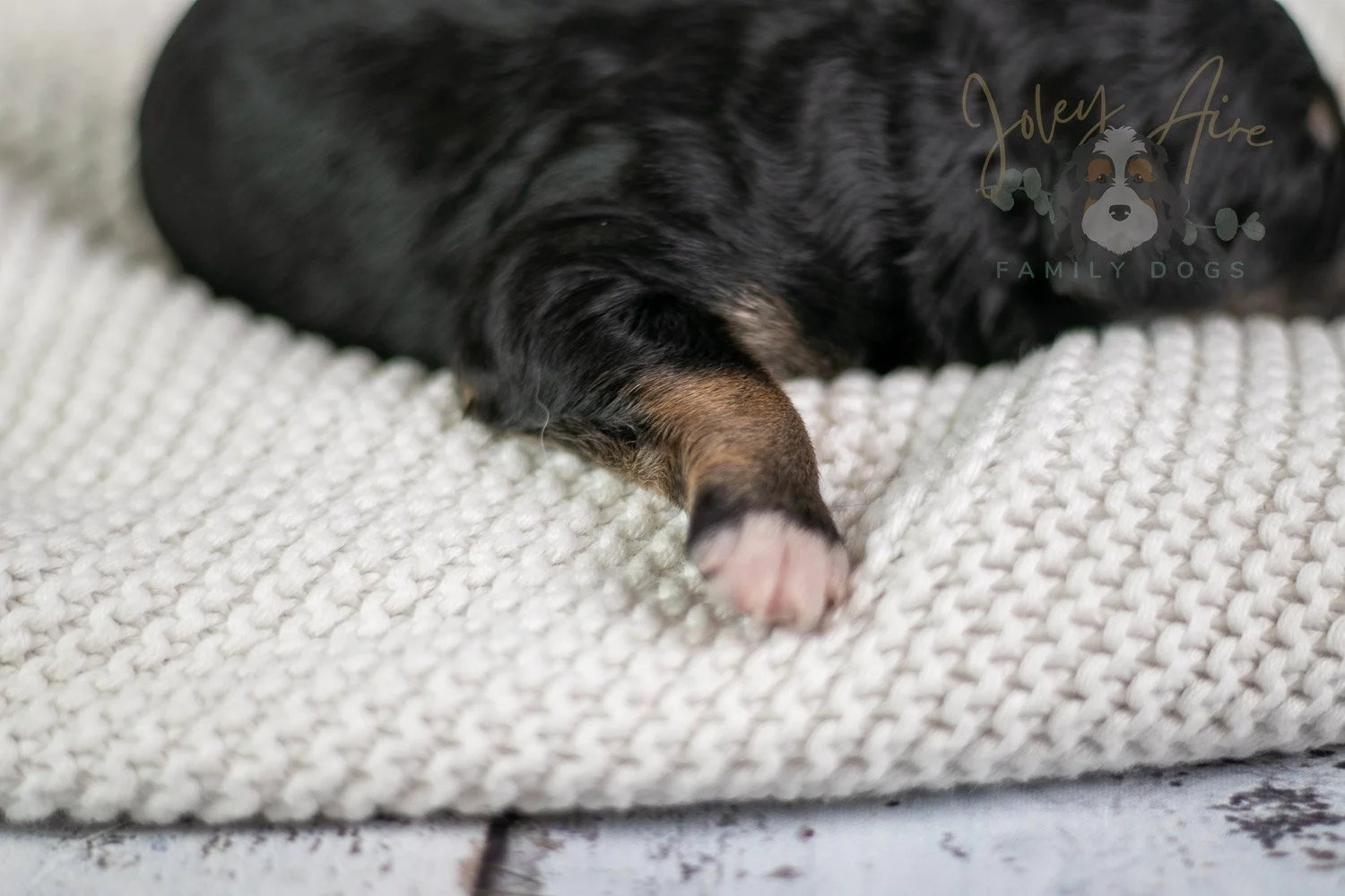 Georgia O'Keefe Bernedoodle Puppy-80.jpg