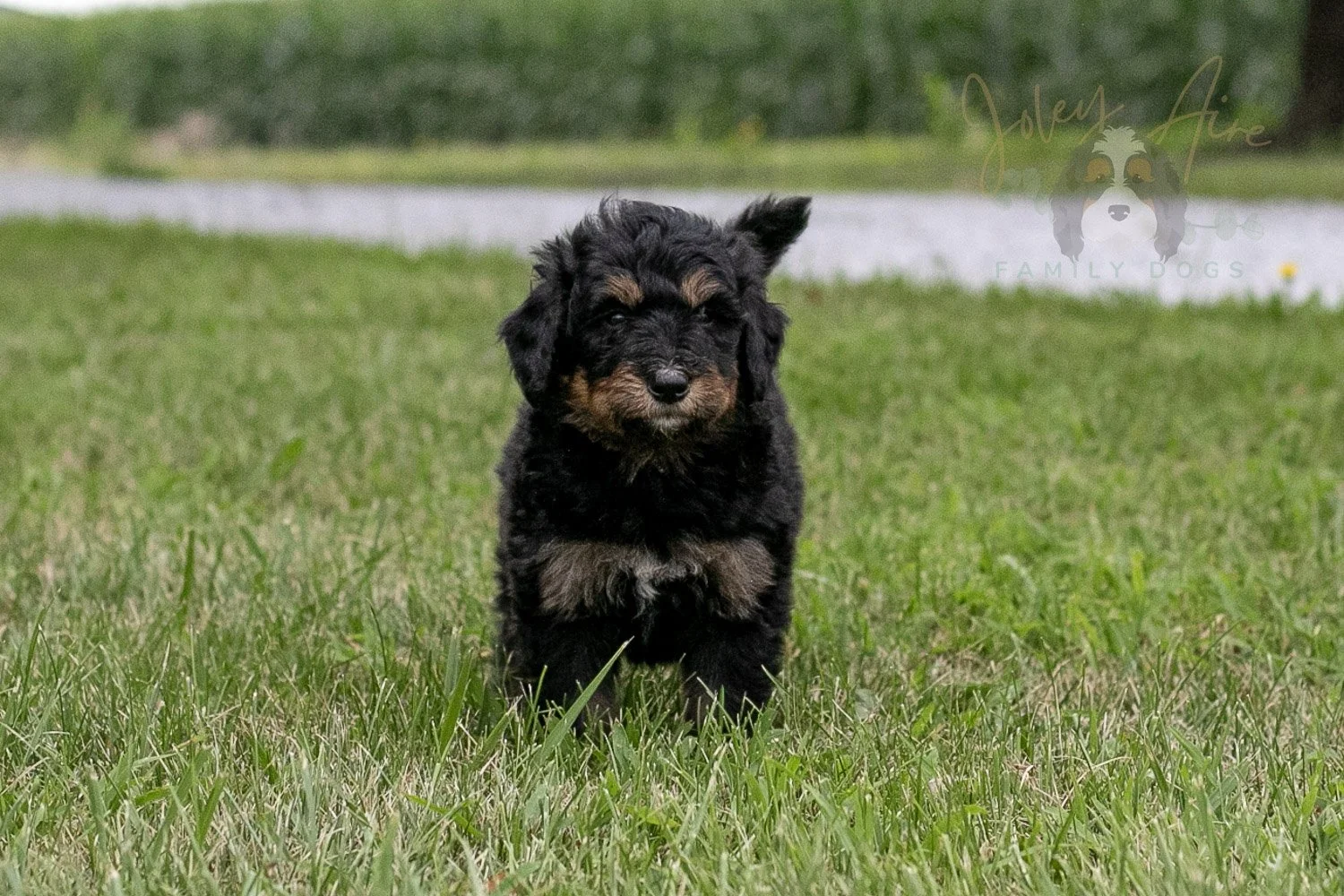 Gilbert Blythe Bernedoodle Puppy-113.jpg