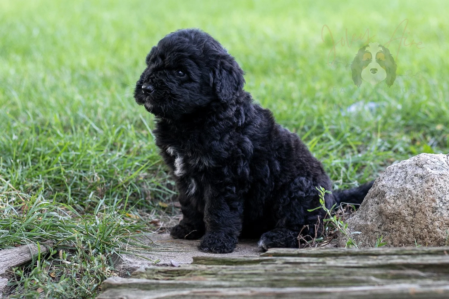 Claude Bernedoodle Puppy-125.jpg