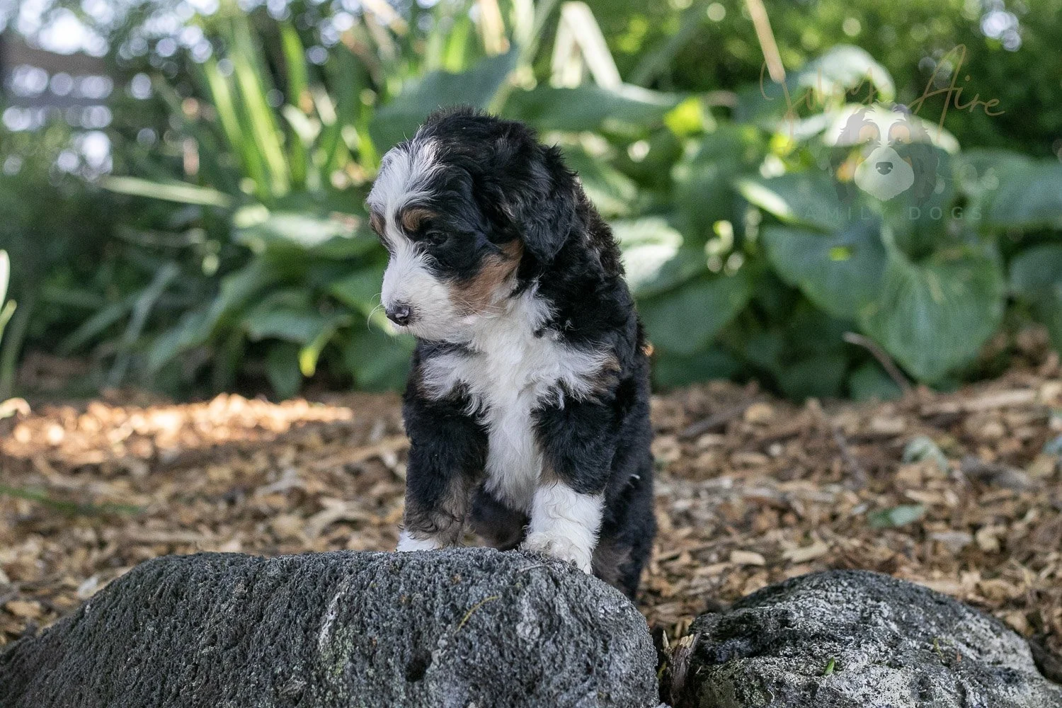 Harmonica Bernedoodle Puppy-21.jpg