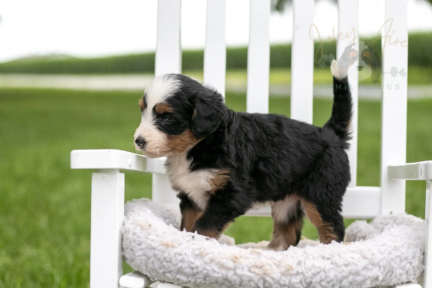 Anne Shirley Bernedoodle Puppy-987.jpg
