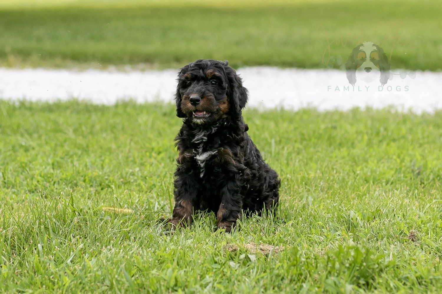 Denali Bernedoodle Puppy-104.jpg