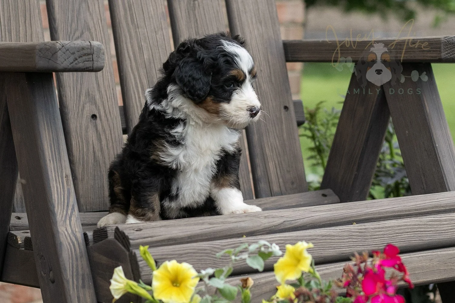 Harmonica Bernedoodle Puppy-10.jpg