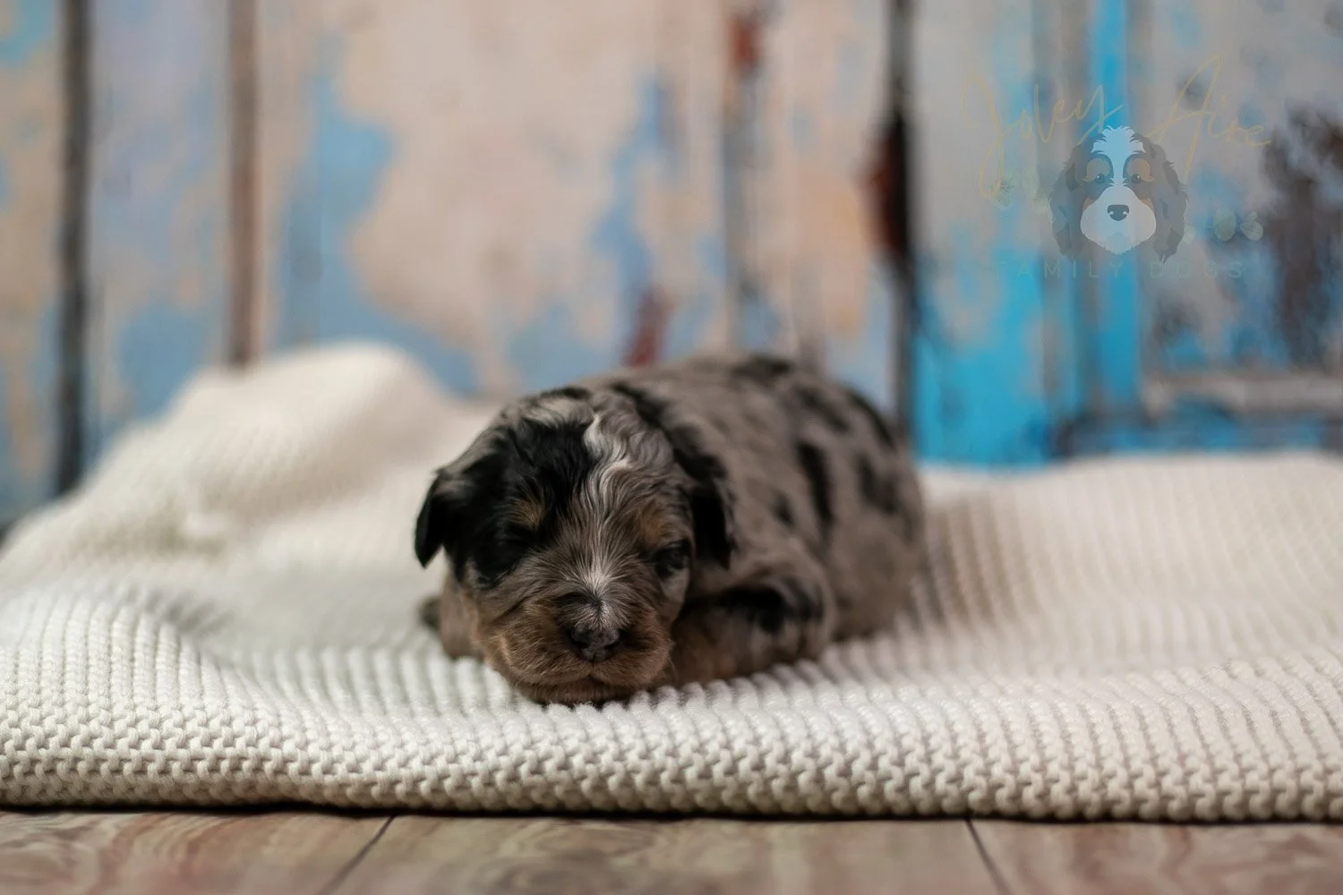 Frida Bernedoodle Puppy-194.jpg