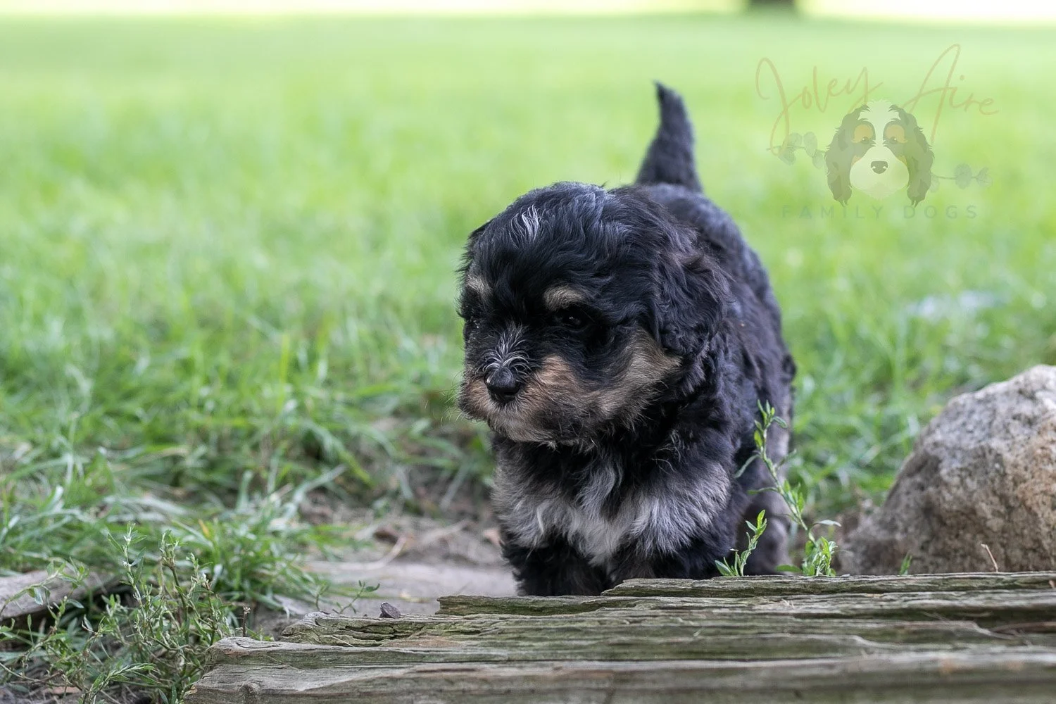 Georgia Bernedoodle Puppy-219.jpg
