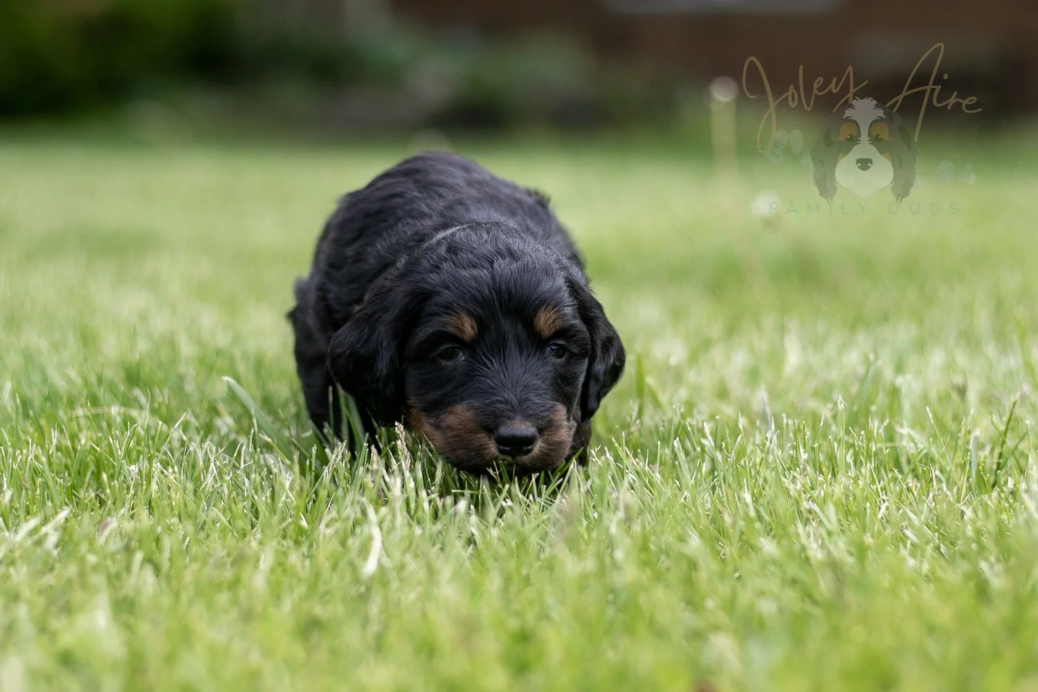 Piano Bernedoodle Puppy-19.jpg