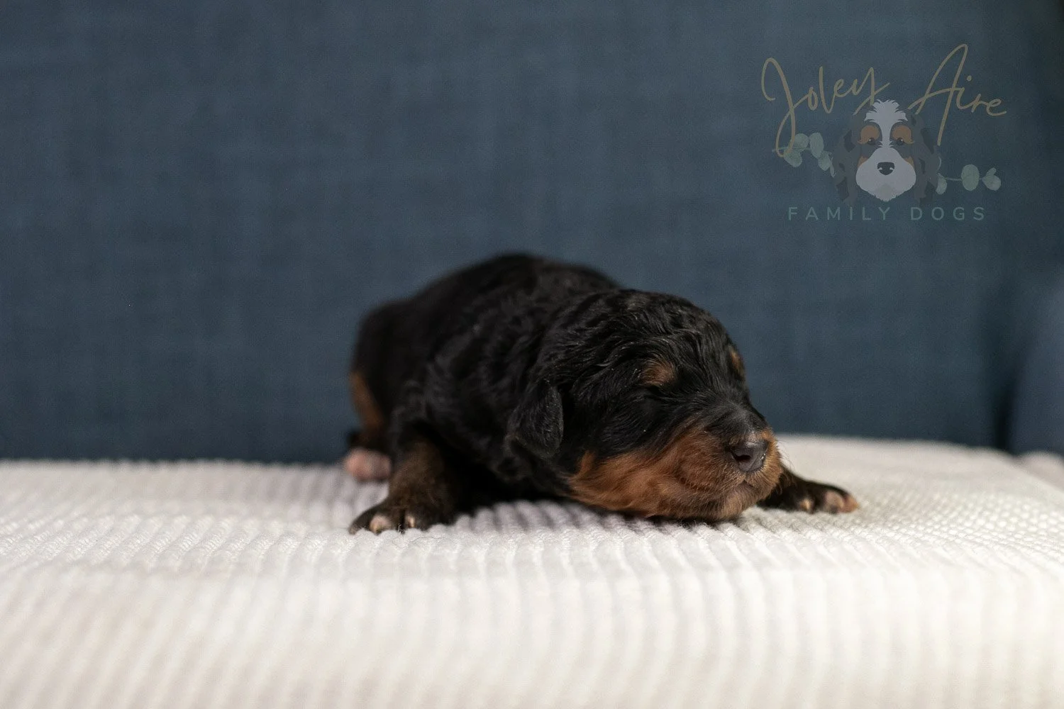 Asher Bernedoodle Puppy-89.jpg