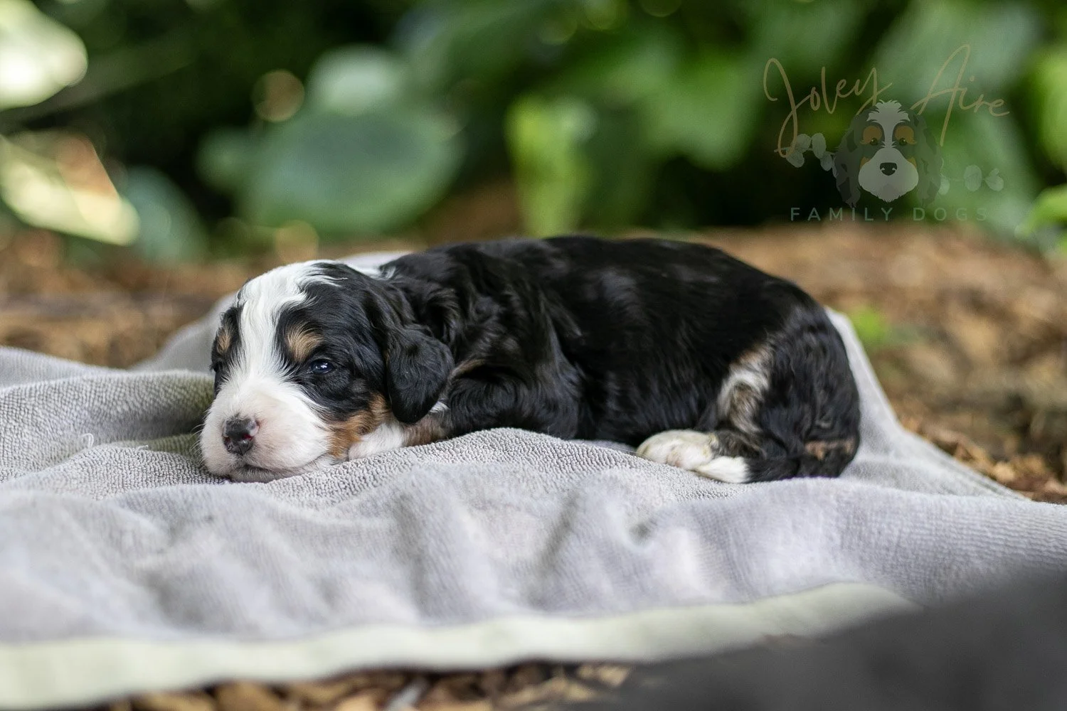 Yellowstone Bernedoodle Puppy-172.jpg
