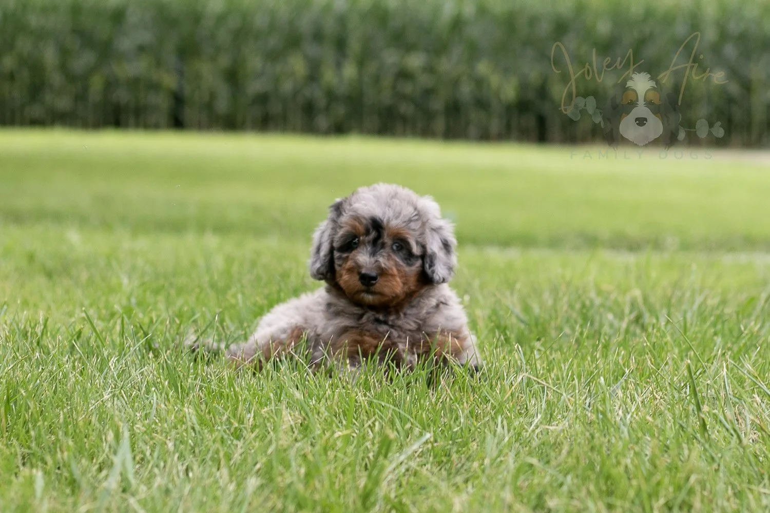 Marilla Bernedoodle Puppy-37.jpg