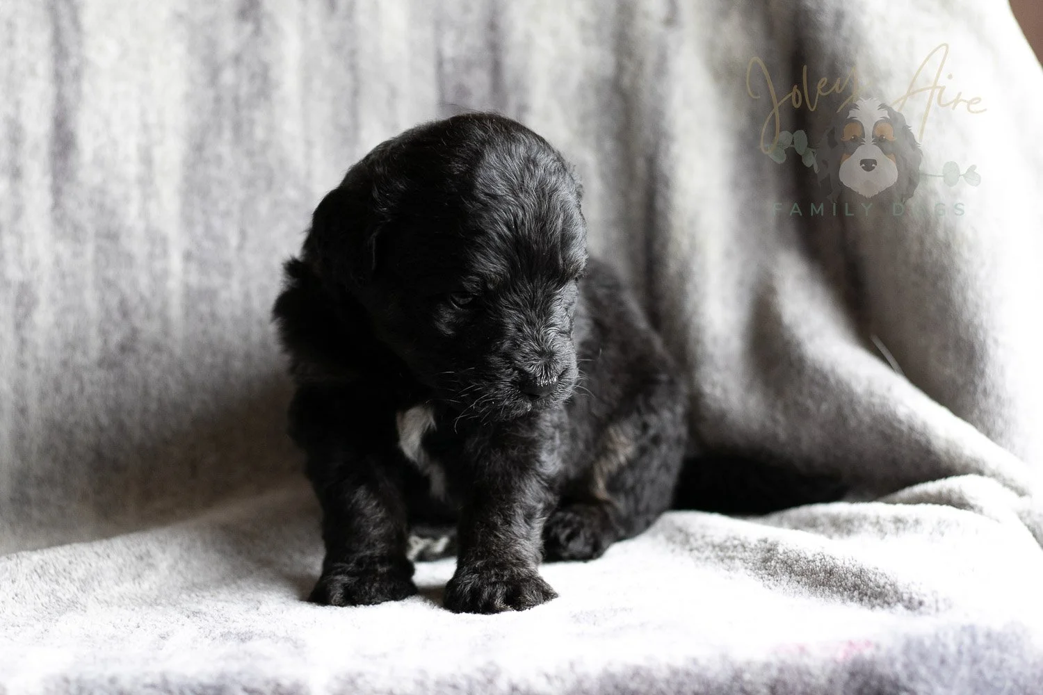 Andy Warhol Bernedoodle Puppy-117.jpg