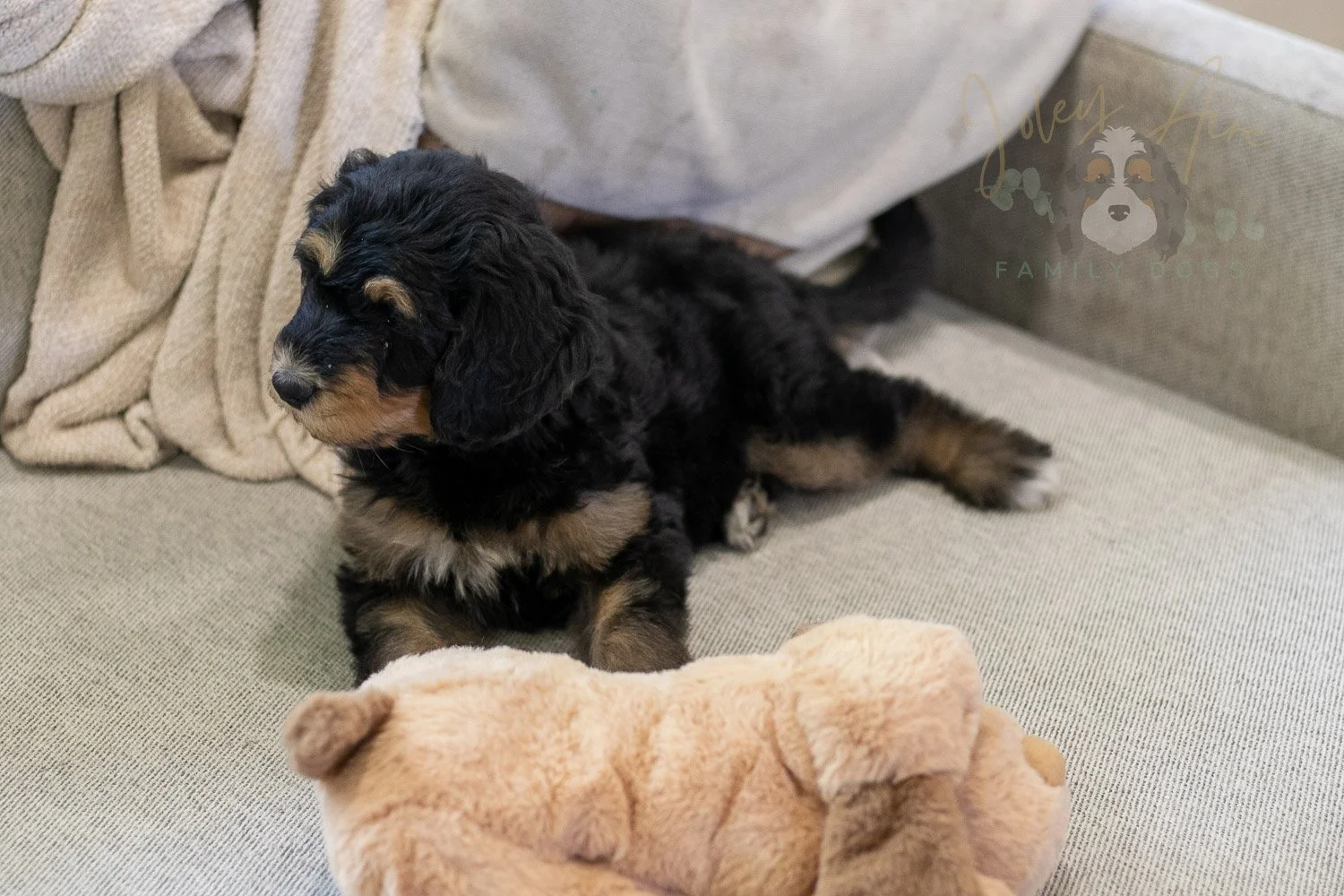 Mini Mae Bernedoodle Puppy-359.jpg