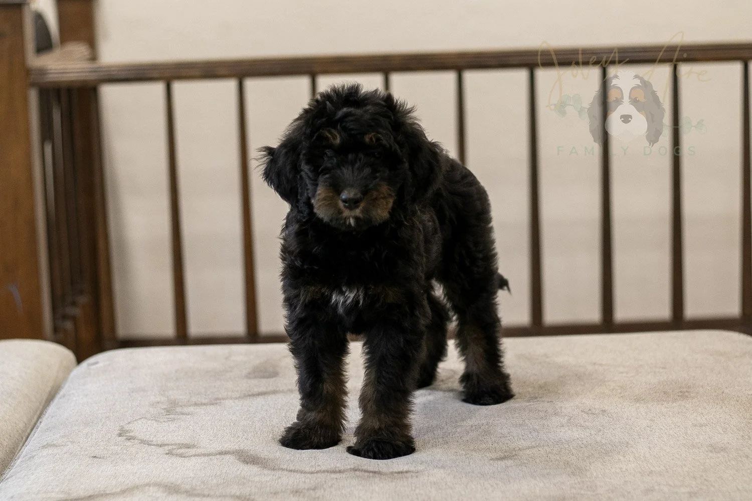 Olympic Bernedoodle Puppy-460.jpg