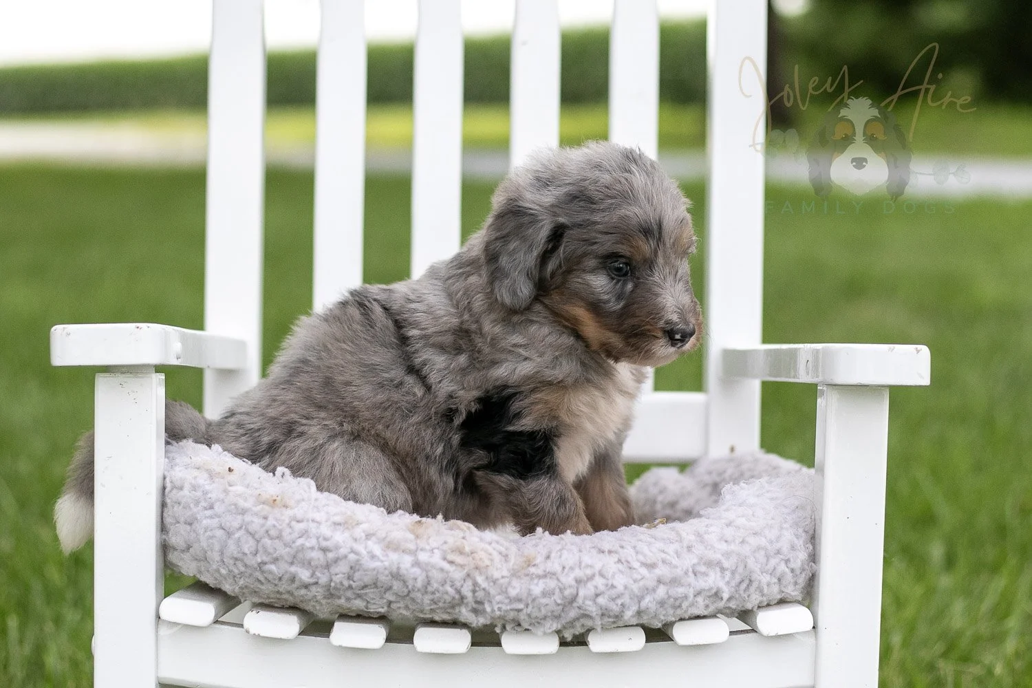 Matthew Cuthbert Bernedoodle Puppy-915.jpg
