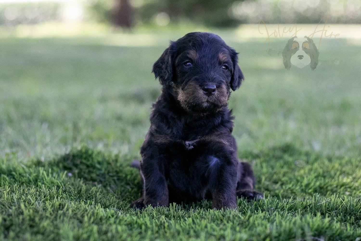 Olympic Bernedoodle Puppy-357.jpg