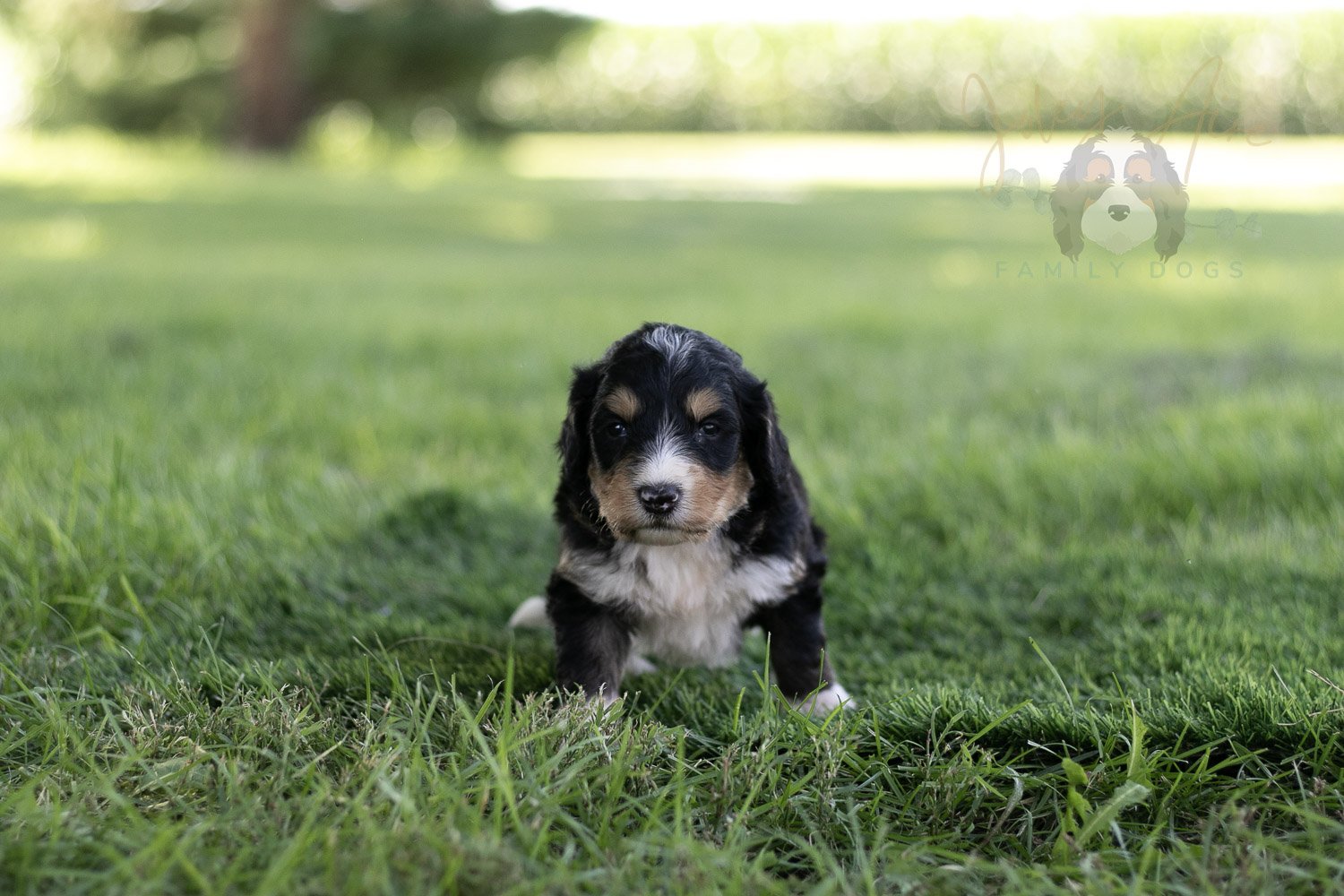 Walter Shirley Bernedoodle Puppy-460.jpg