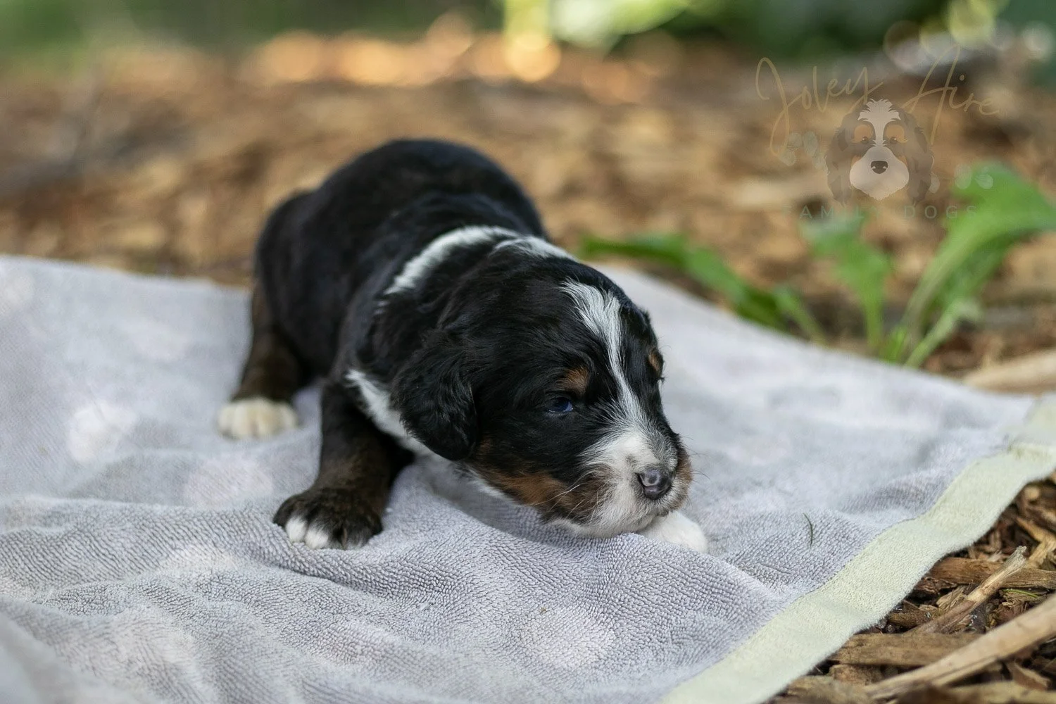 Yosemite Bernedoodle Puppy-139.jpg