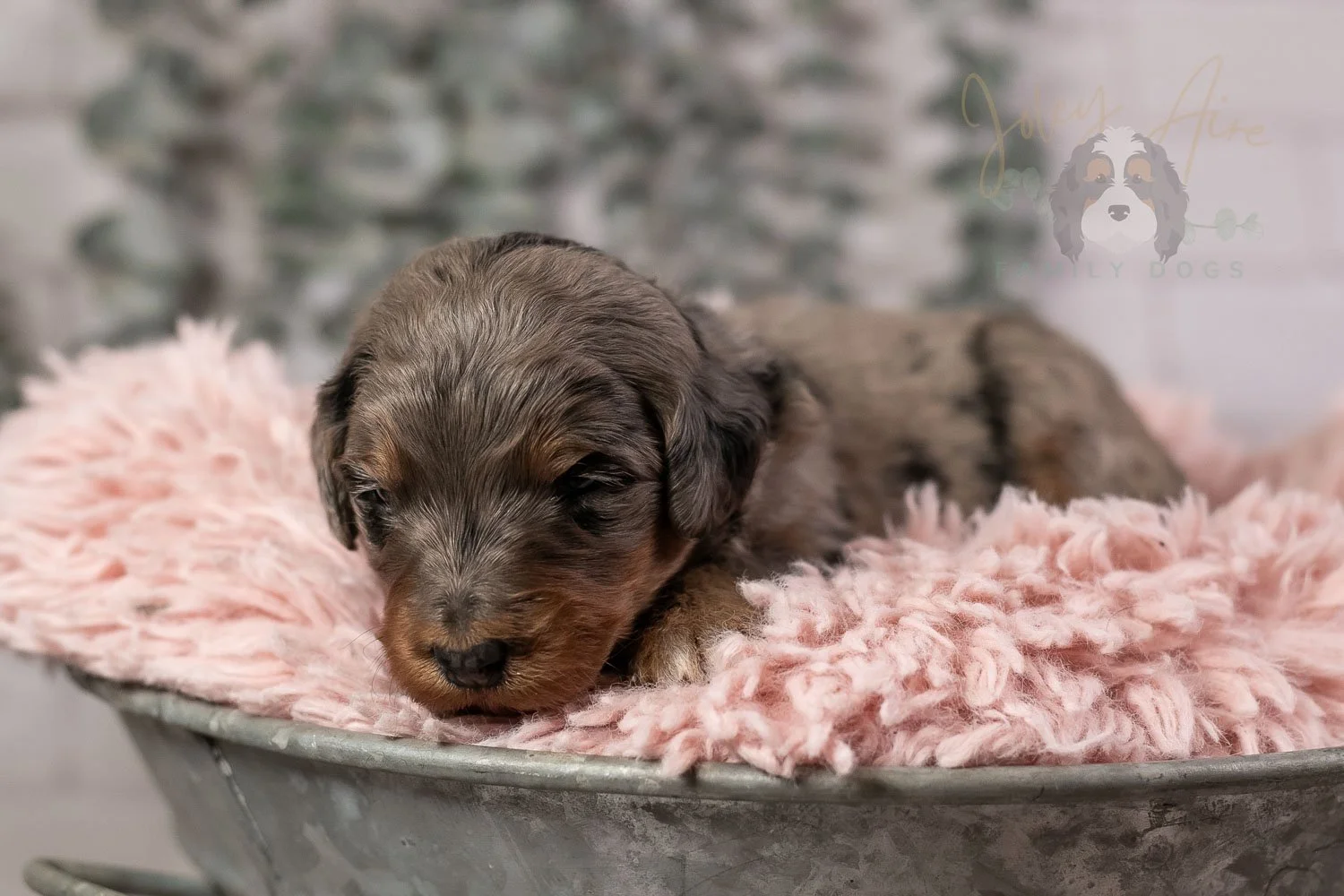 Flute Bernedoodle Puppy-22.jpg