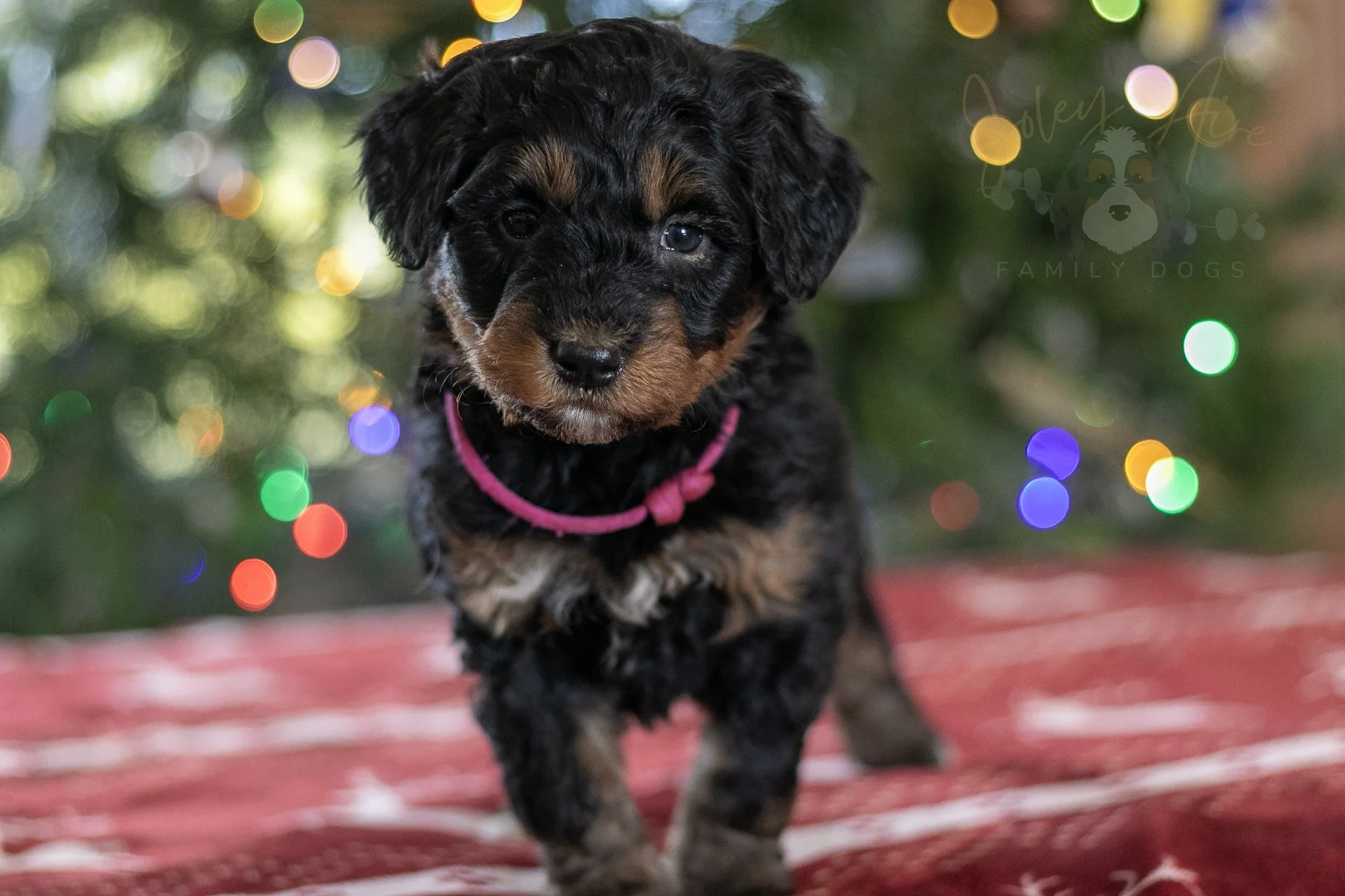 Sinai - Phantom Bernedoodle Puppy