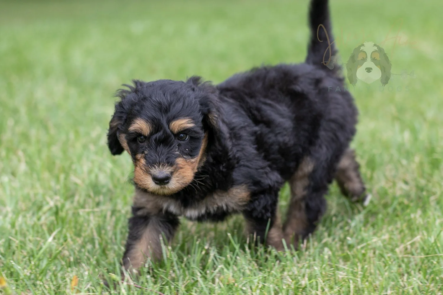 Mini Mae Bernedoodle Puppy-11.jpg