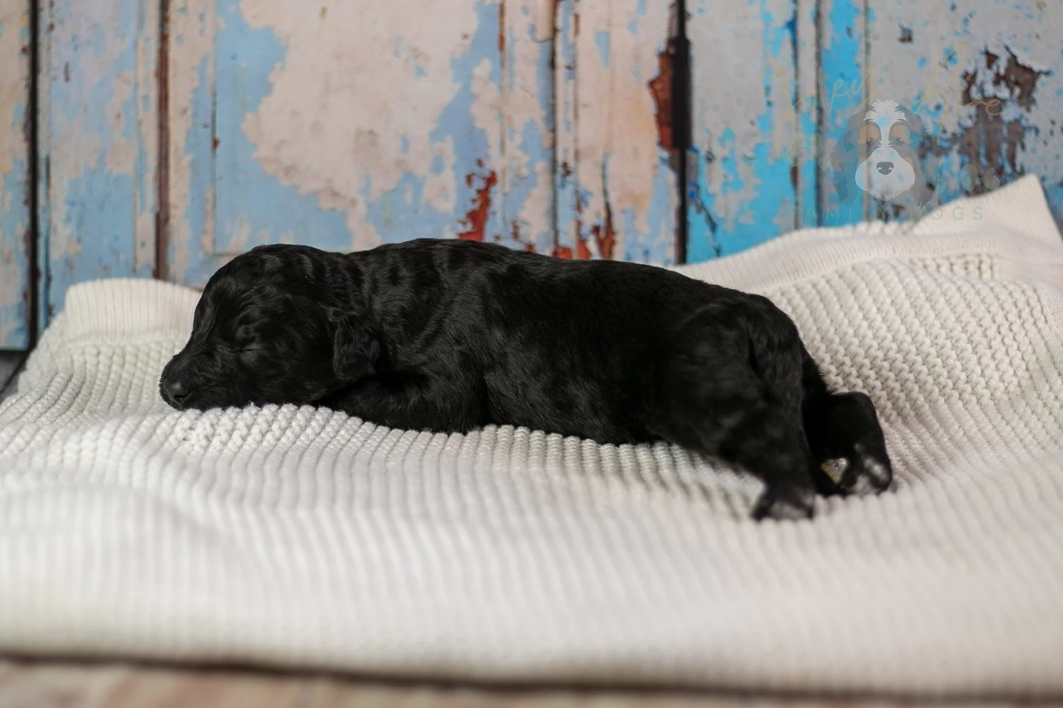 Andy Warhol Bernedoodle Puppy-206.jpg