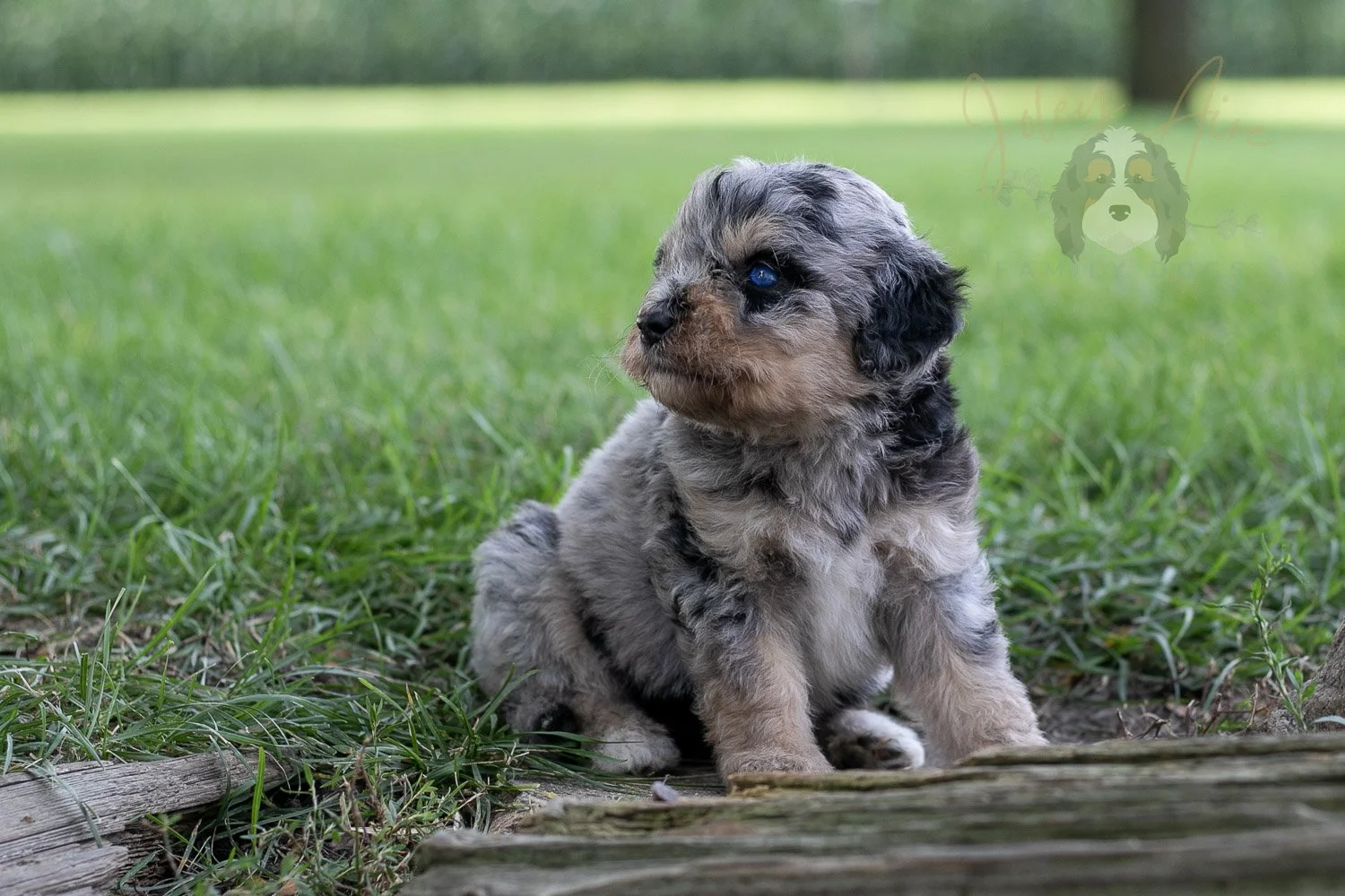 Mary Cassatt Bernedoodle Puppy-173.jpg