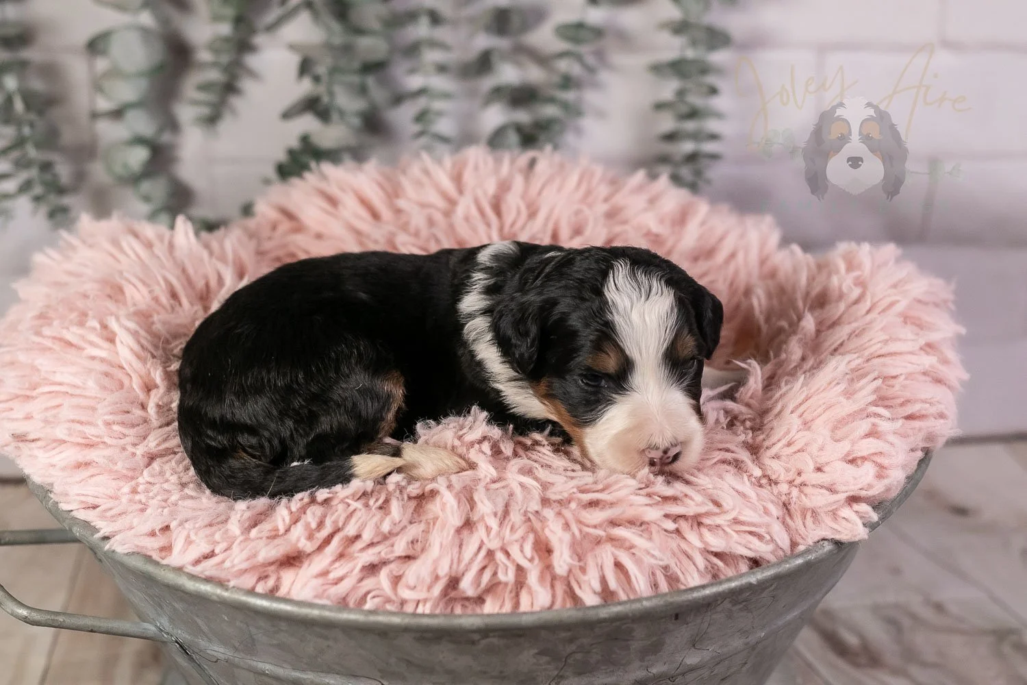 Harmonica Bernedoodle Puppy-37.jpg