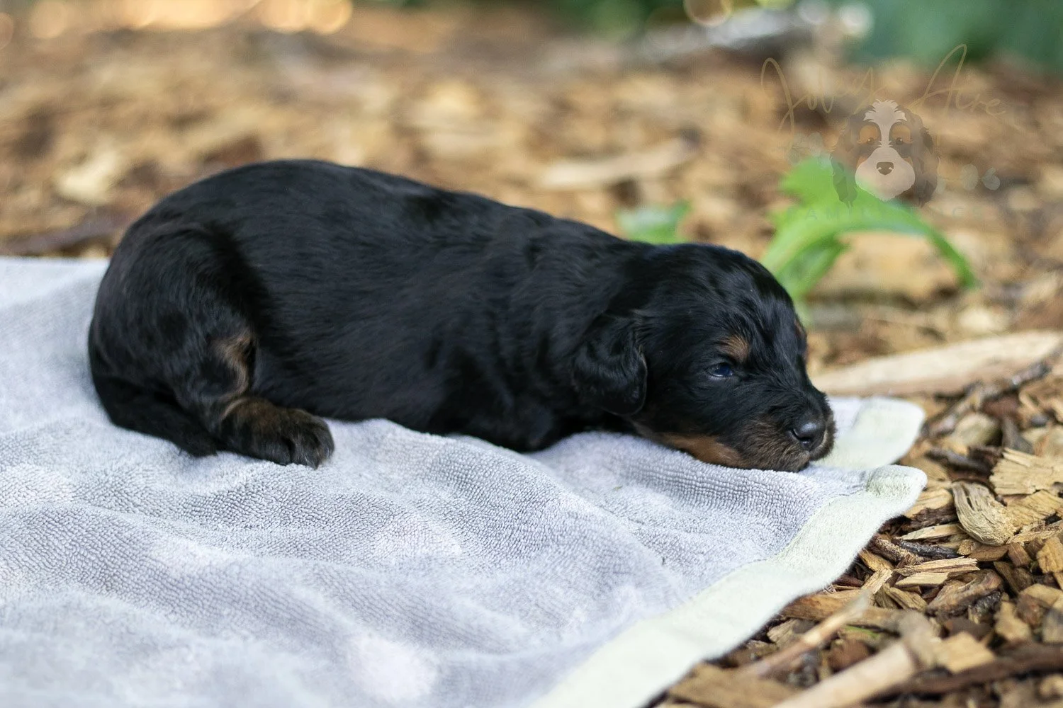 Olympic Bernedoodle Puppy-118.jpg