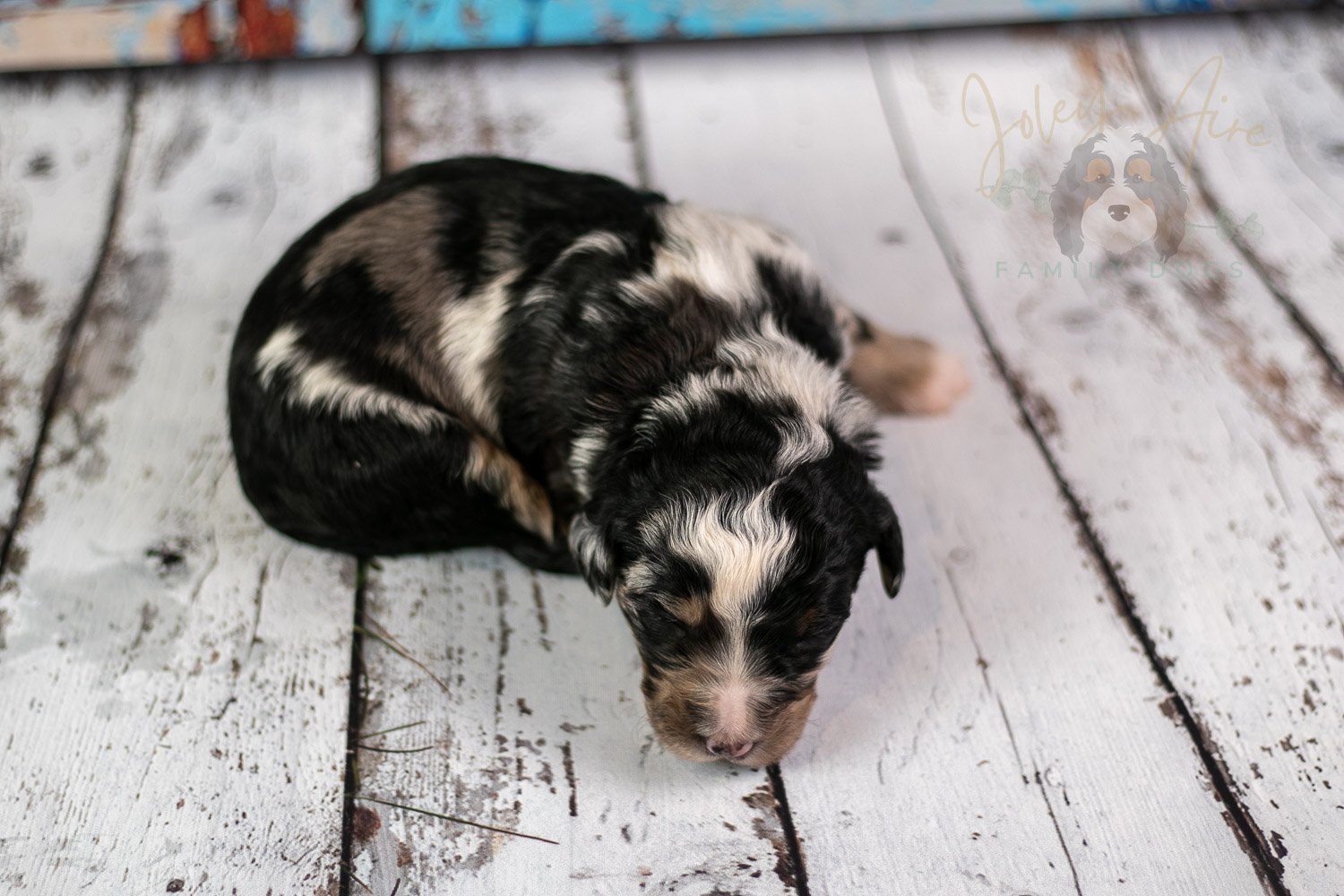 Artemisia Bernedoodle Puppy-291.jpg