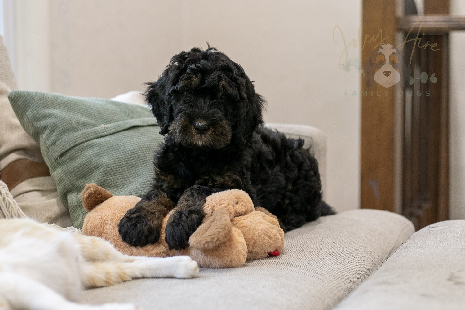 Acadia Bernedoodle Puppy-495.jpg