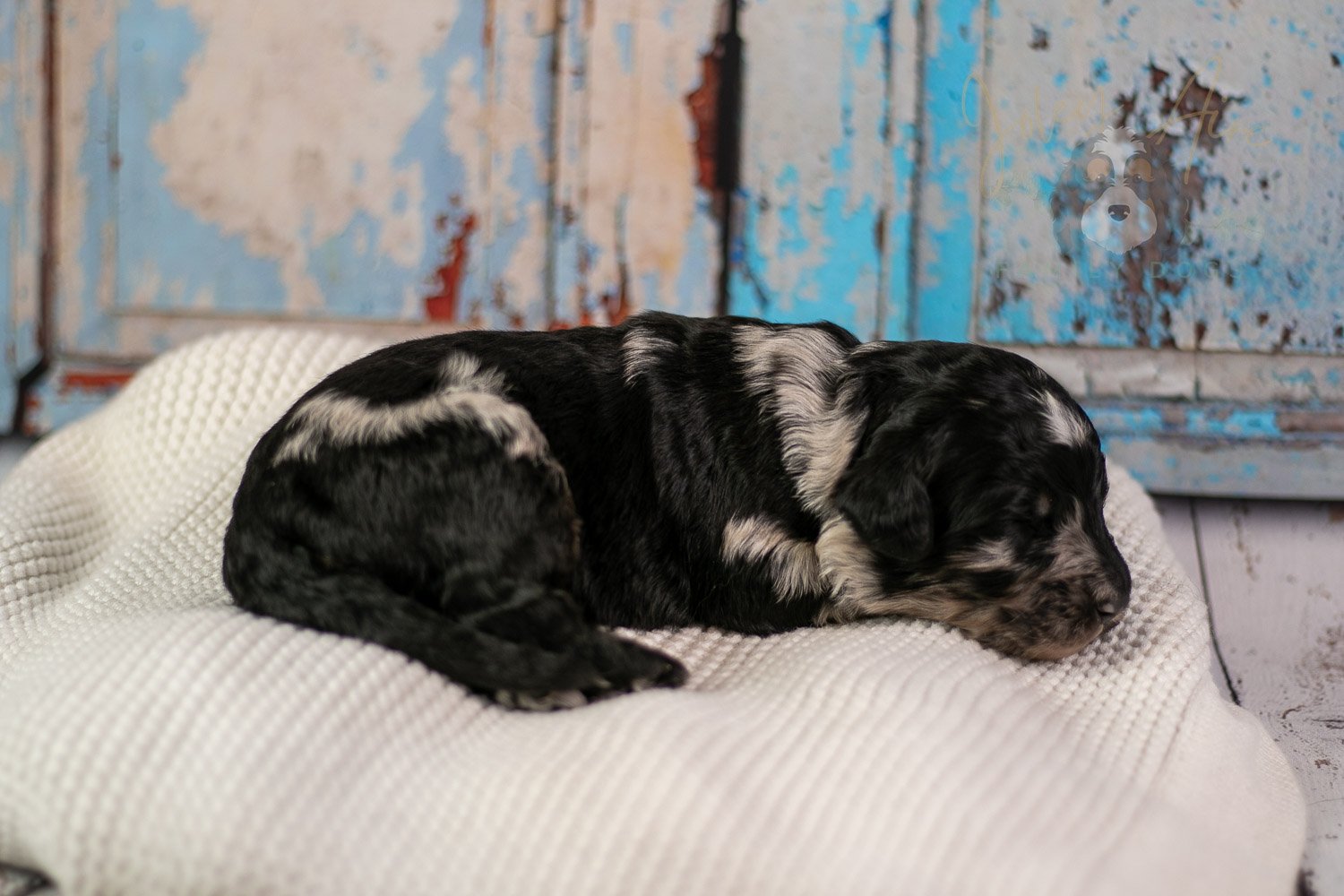 Bob Ross Bernedoodle Puppy-293.jpg
