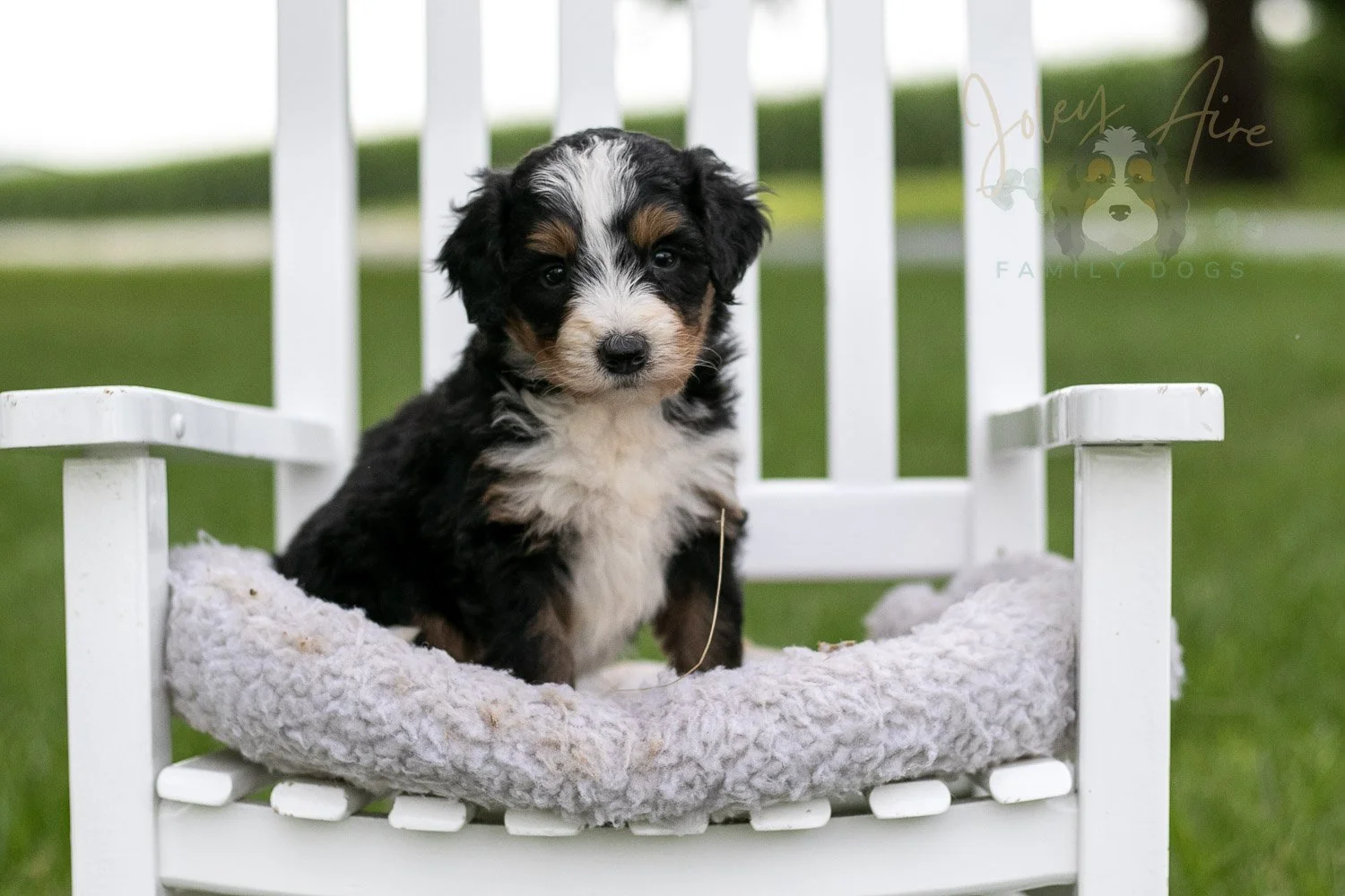 Diana Barry Bernedoodle Puppy-939.jpg