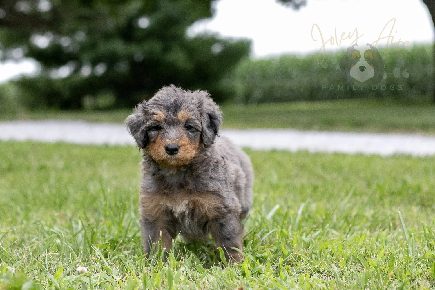 Josie Pye Bernedoodle Puppy-71.jpg