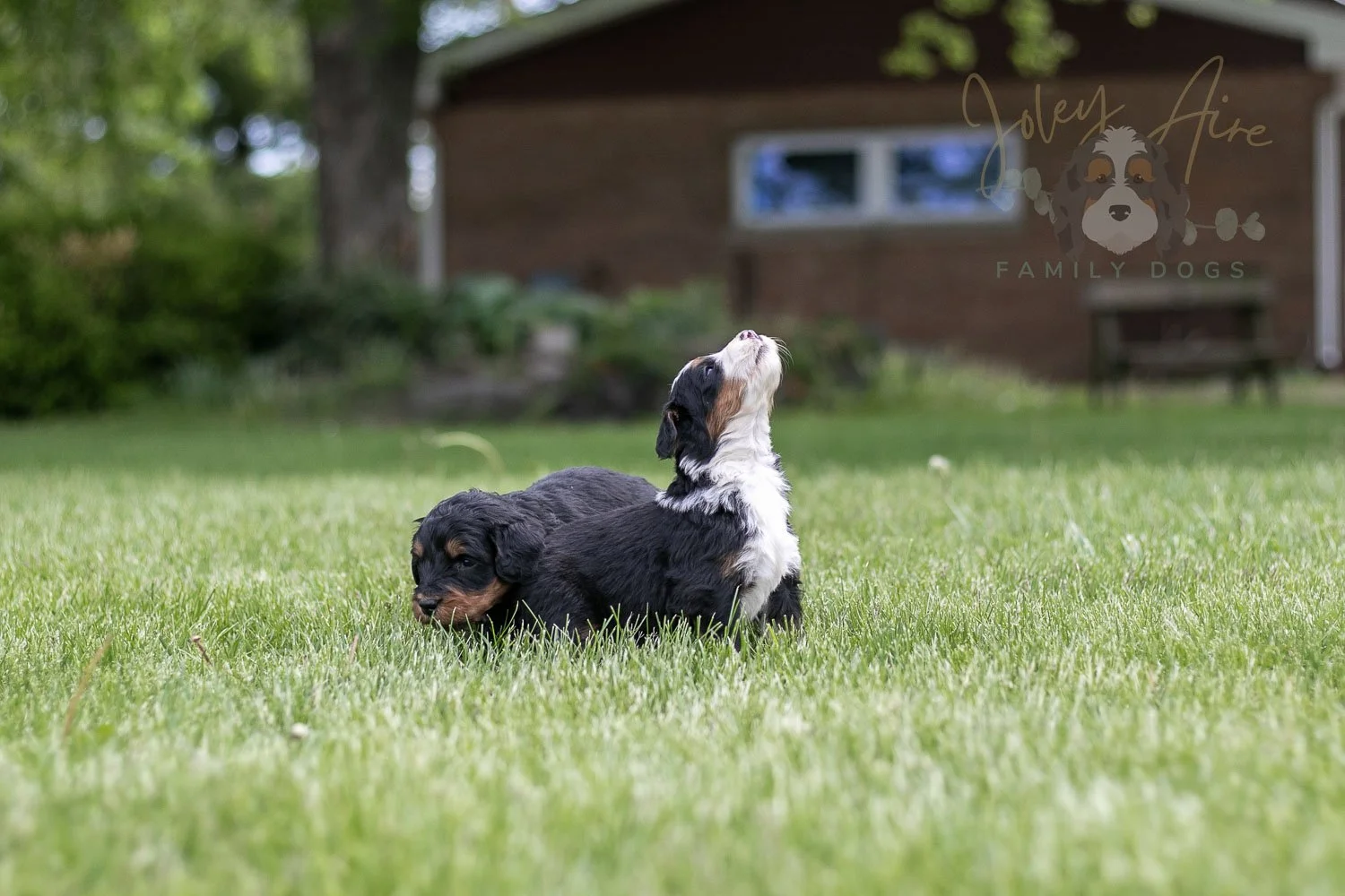 Harmonica Bernedoodle Puppy-26.jpg