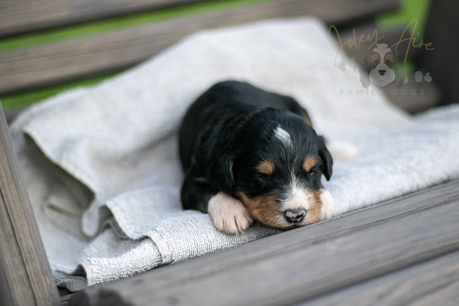 Walter Shirley Bernedoodle Puppy-33.jpg
