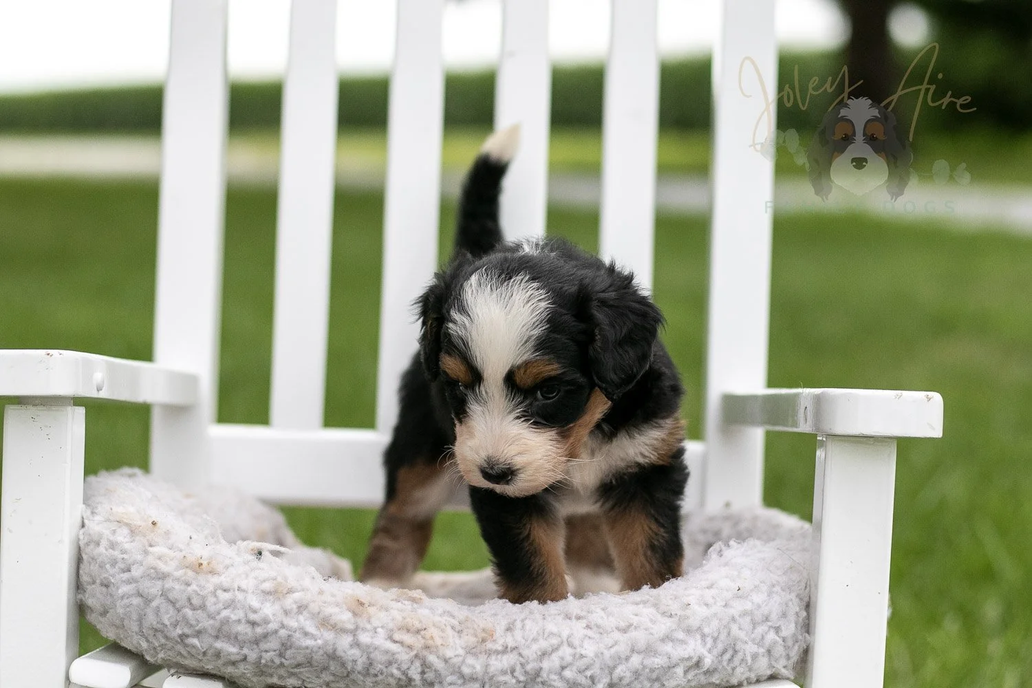 Anne Shirley Bernedoodle Puppy-988.jpg