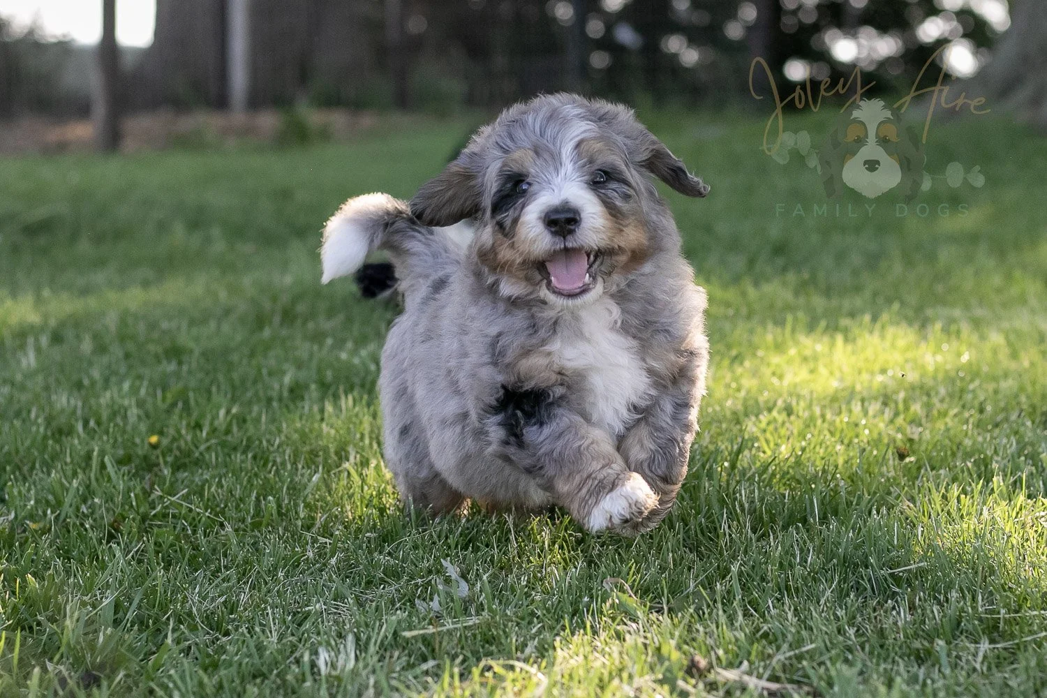 Drum Bernedoodle Puppy-6.jpg
