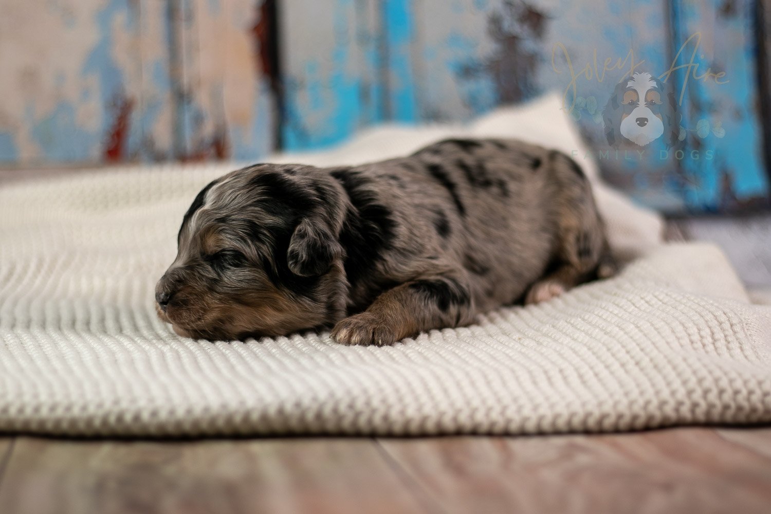 Frida Bernedoodle Puppy-201.jpg