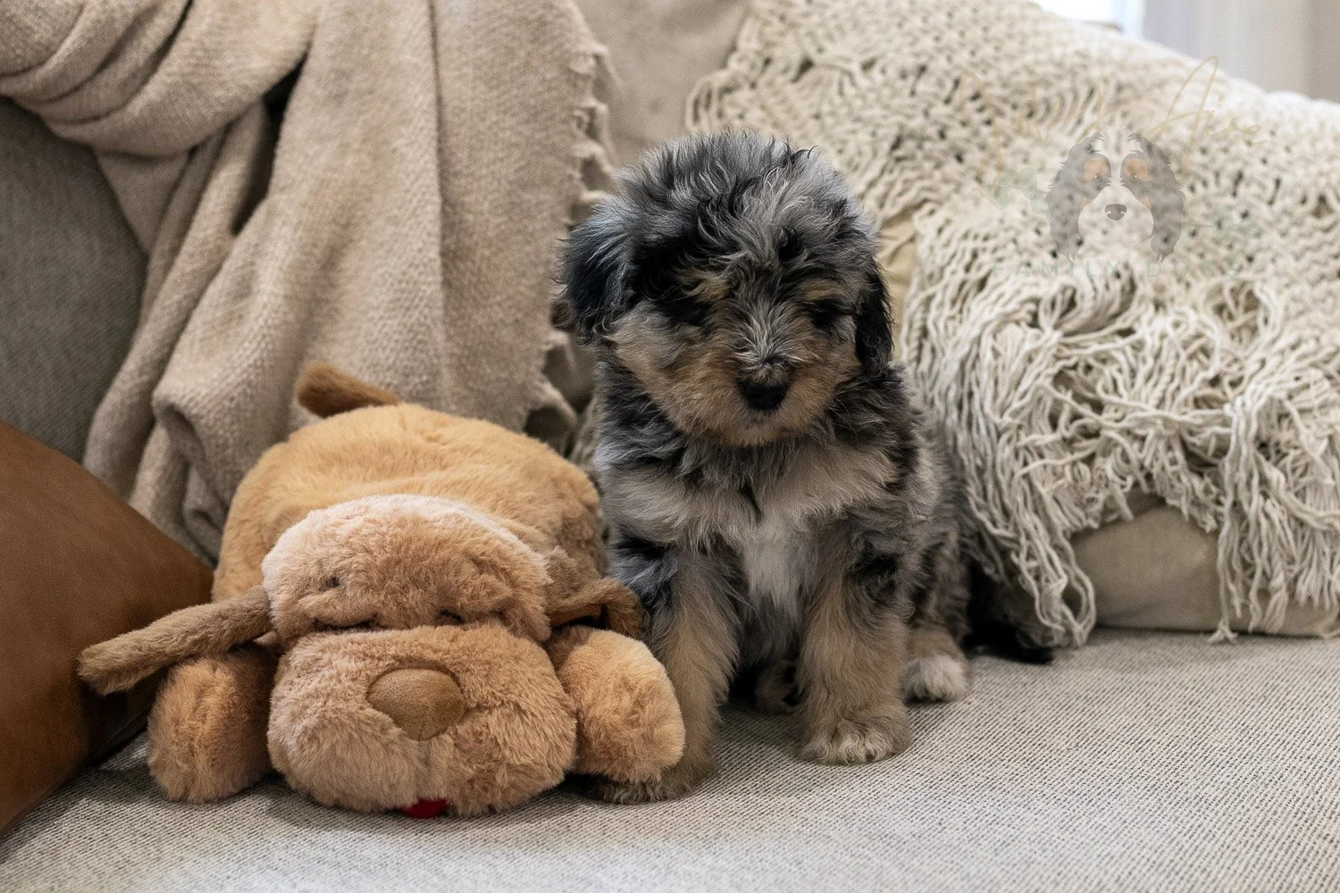 Mary Bernedoodle Puppy-296.jpg