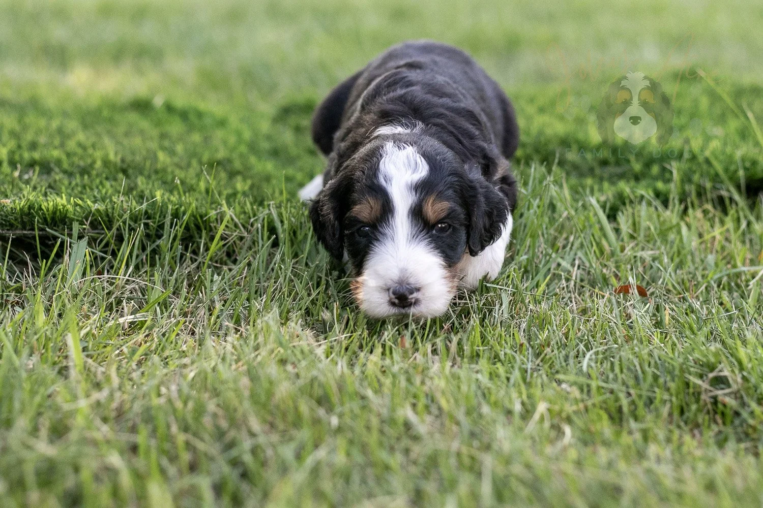 Zion Bernedoodle Puppy-330.jpg