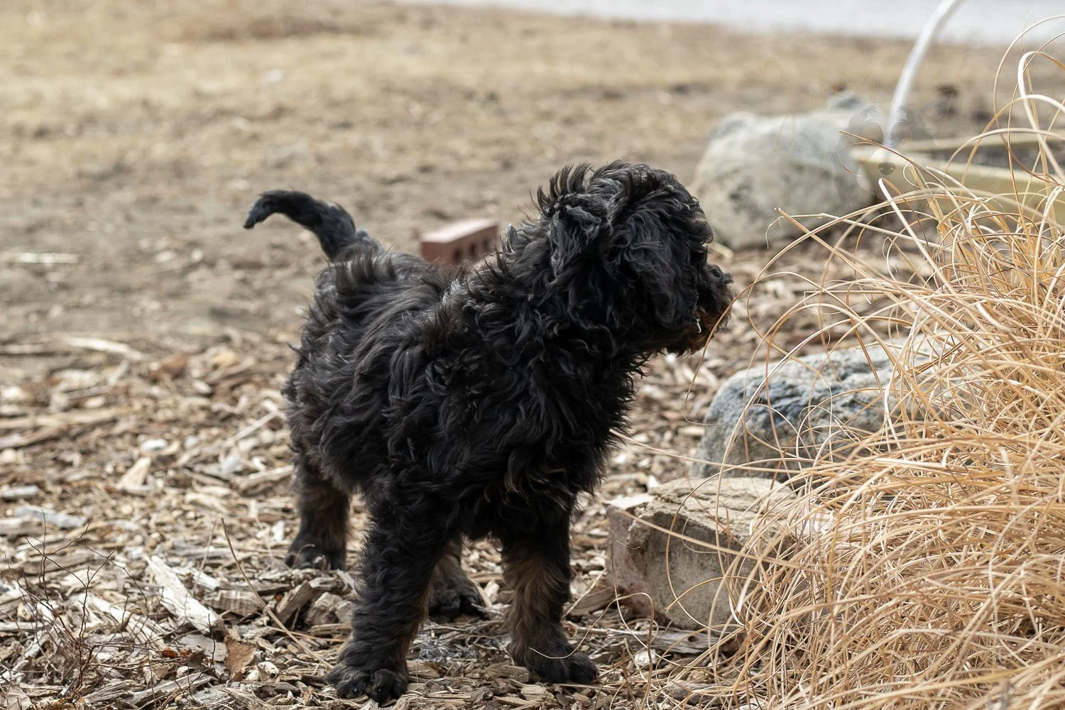 Aurora Bernedoodle Puppy-19.jpg