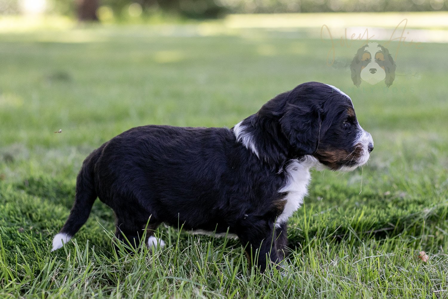 Yosemite Bernedoodle Puppy-366.jpg
