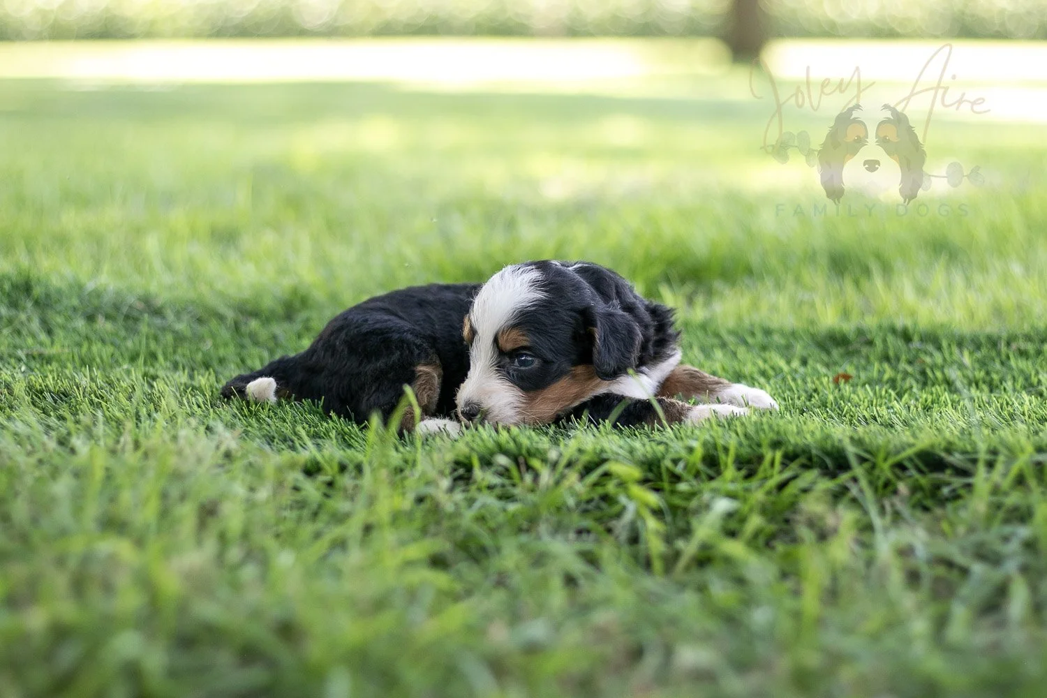 Anne Shirley Bernedoodle Puppy-528.jpg