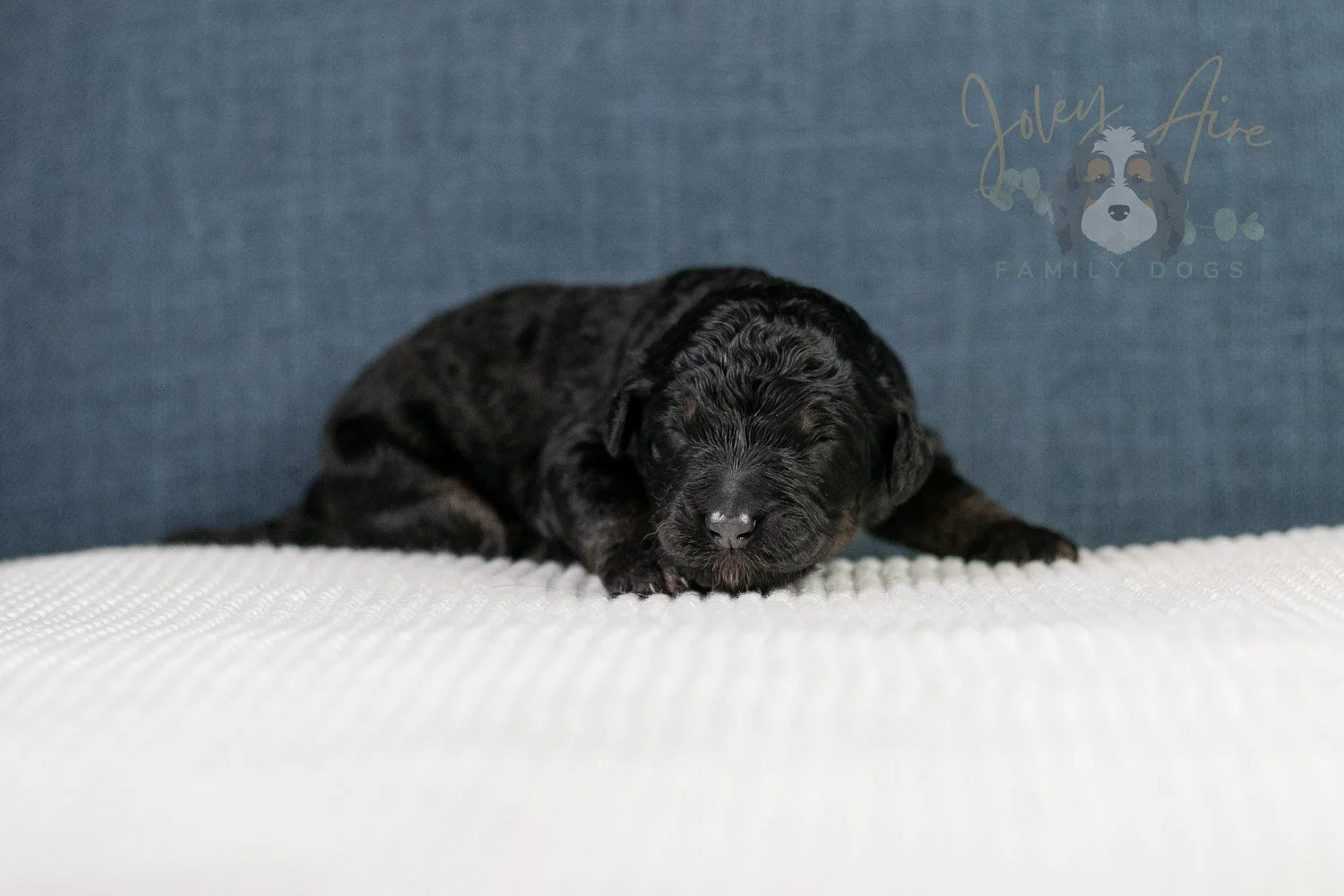 Amy Bernedoodle Puppy-099.jpg