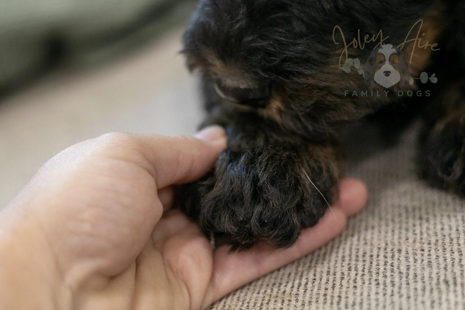 Acadia Bernedoodle Puppy-487.jpg