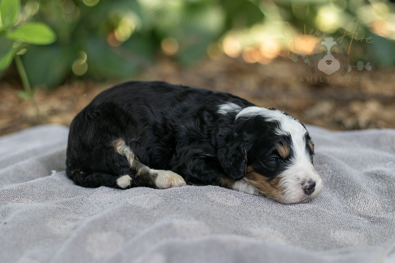 Yellowstone Bernedoodle Puppy-167.jpg