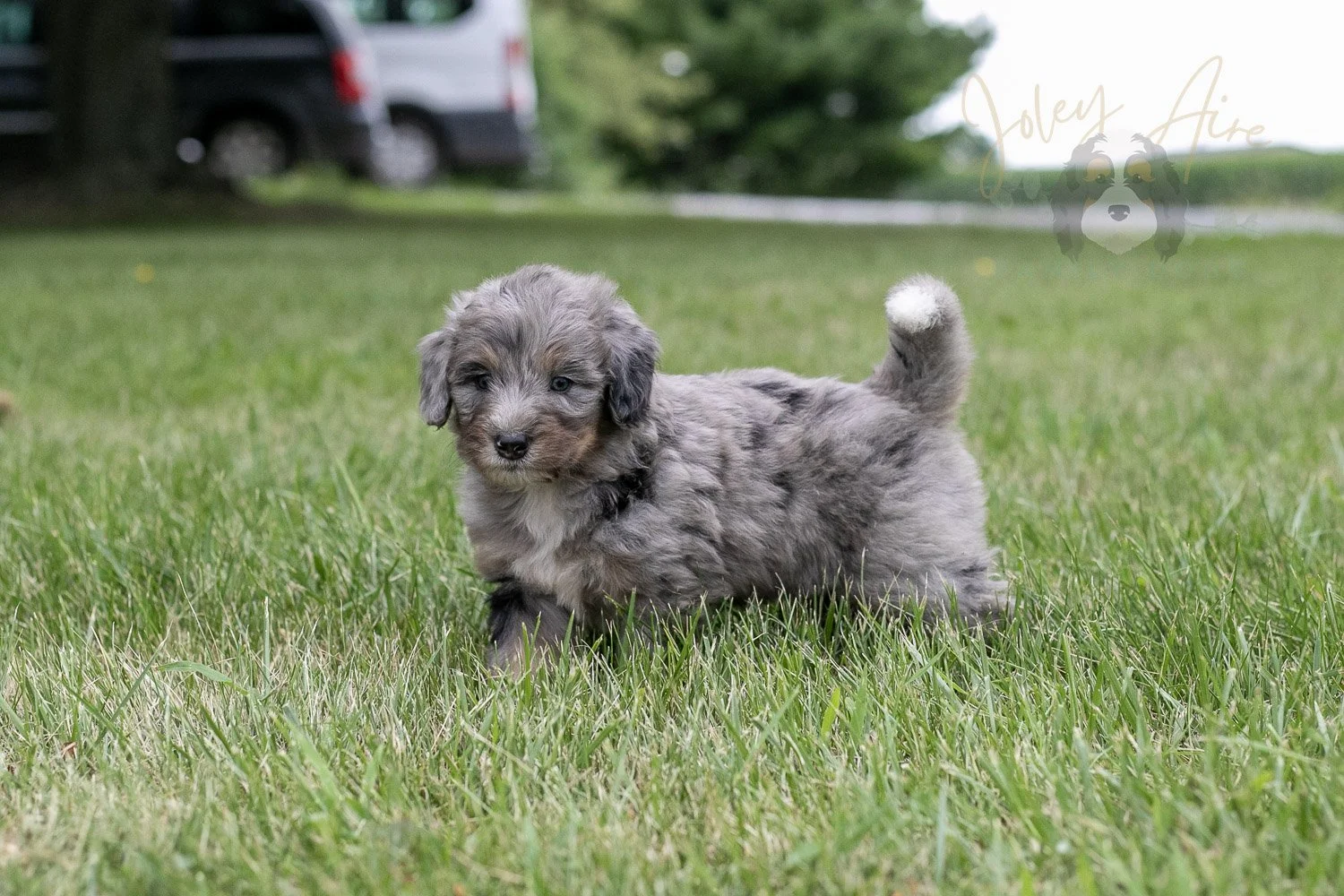 Matthew Cuthbert Bernedoodle Puppy-27.jpg