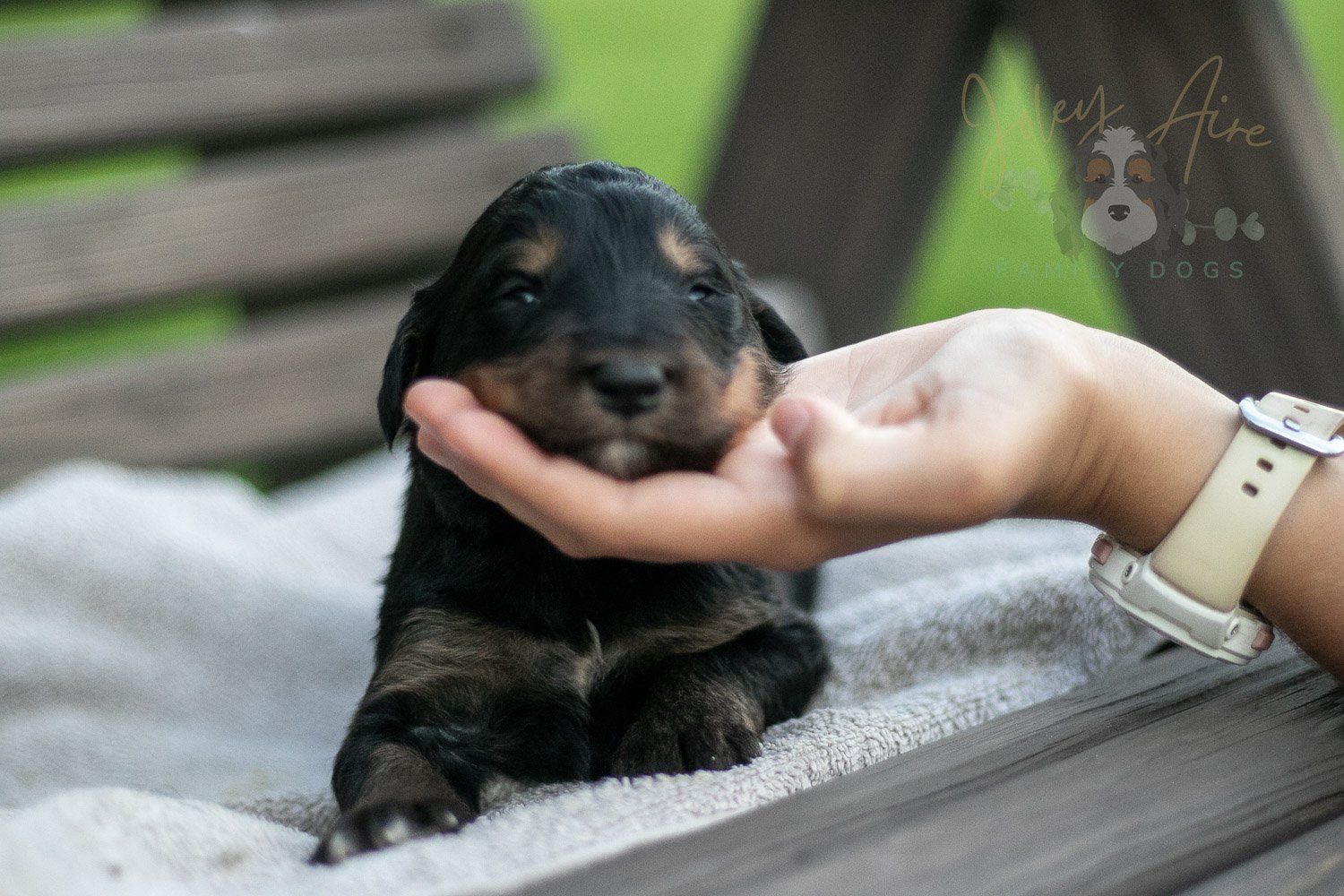 Gilbert Bernedoodle Puppy-75.jpg
