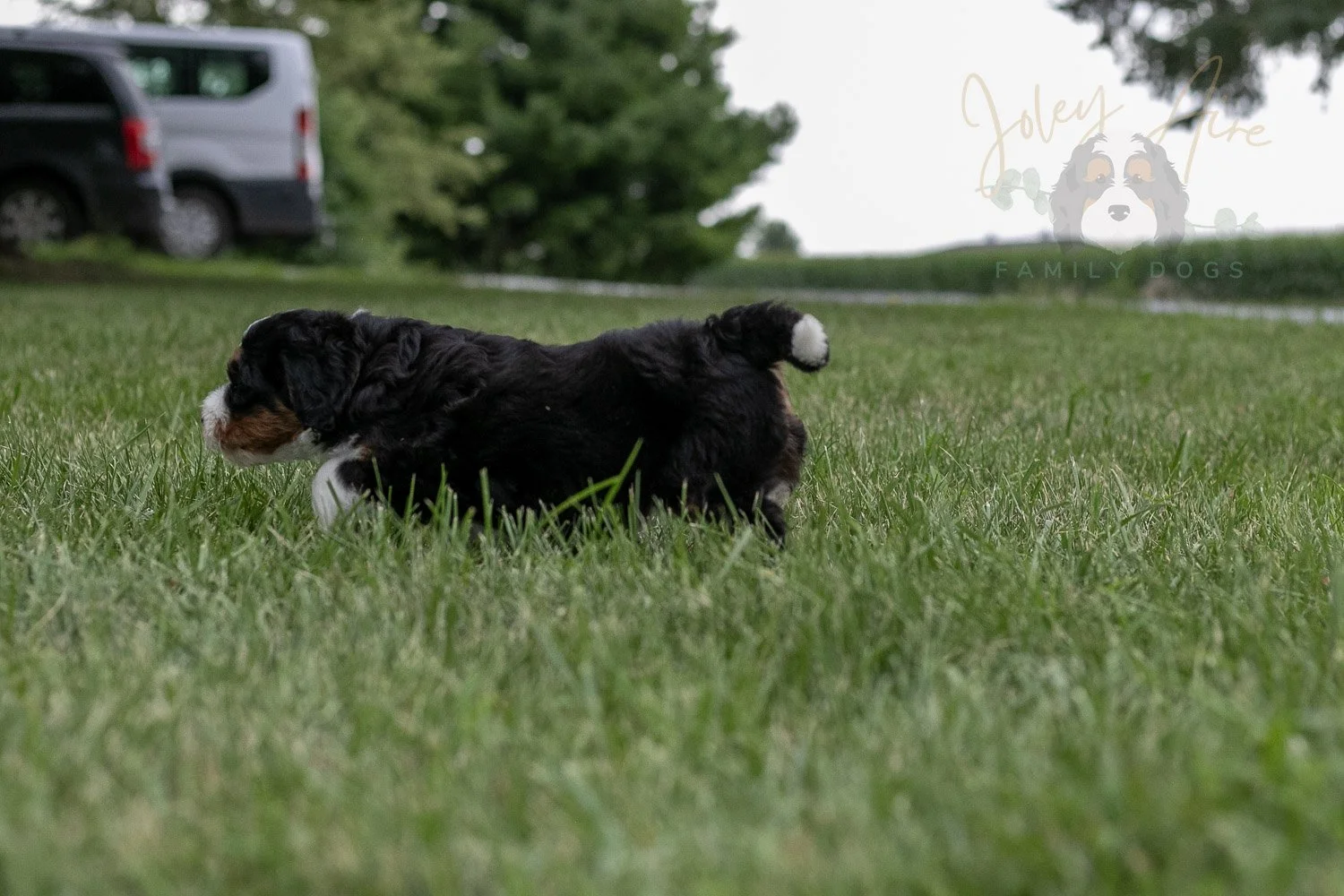 Zion Bernedoodle Puppy-15.jpg