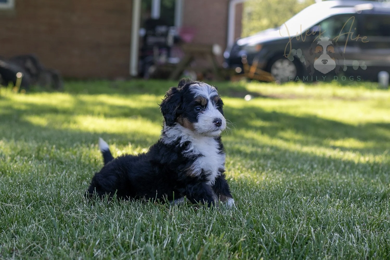 Harmonica Bernedoodle Puppy-5.jpg